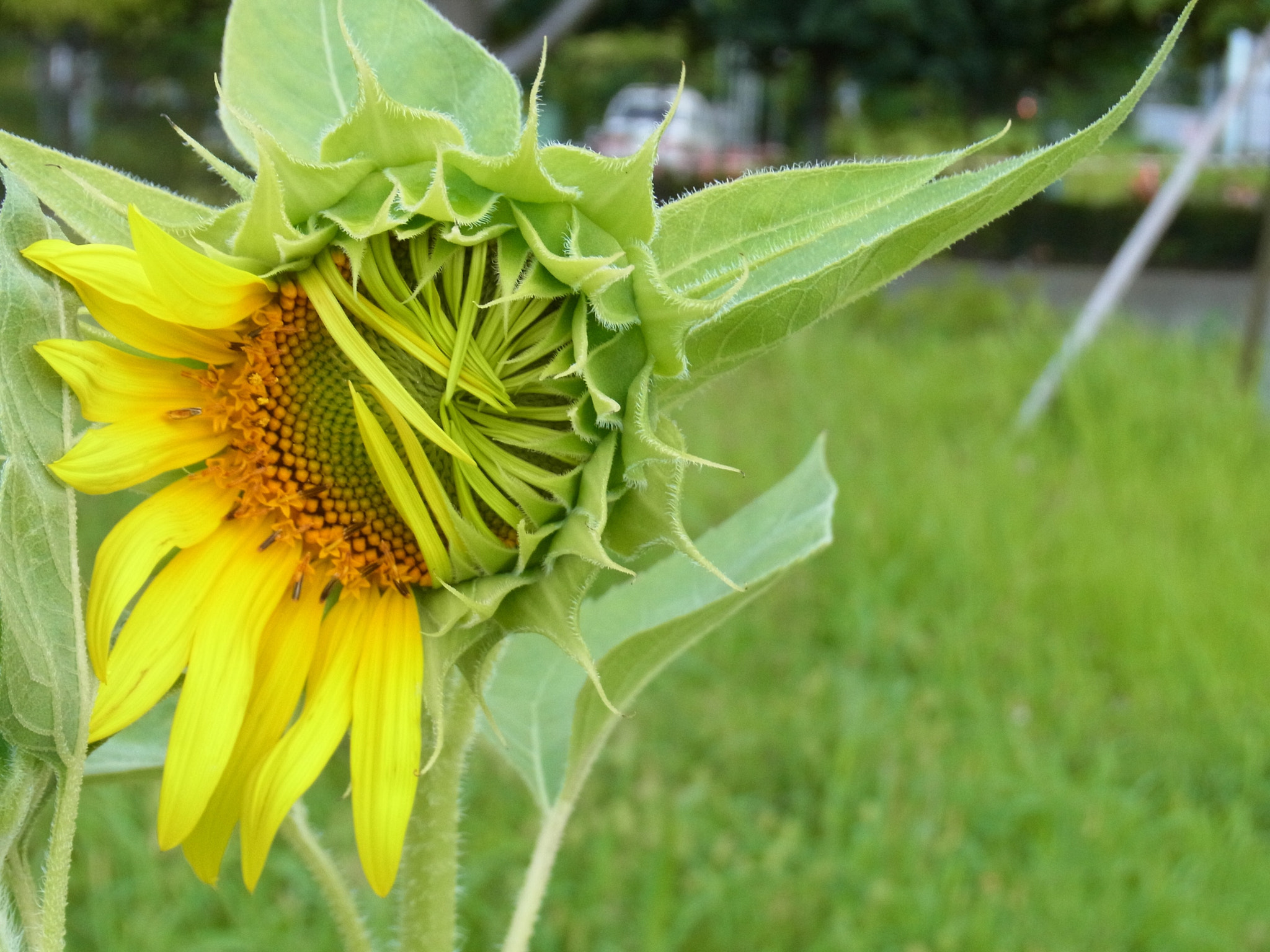 Ricoh CX4 sample photo