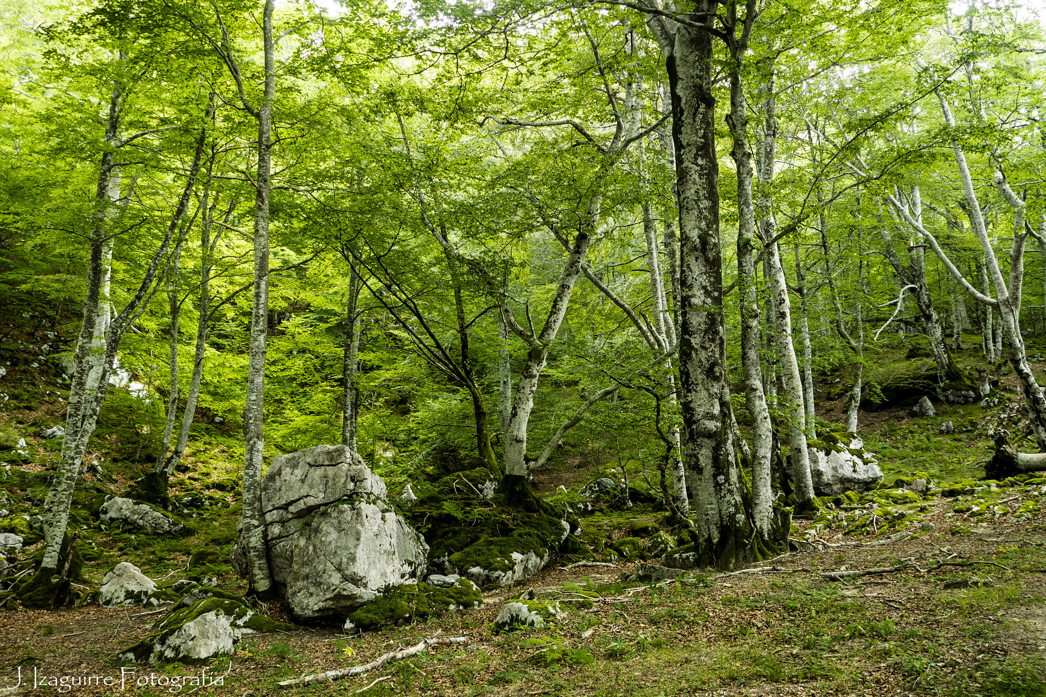 Olympus OM-D E-M1 + OLYMPUS 14-54mm Lens sample photo. Forest photography