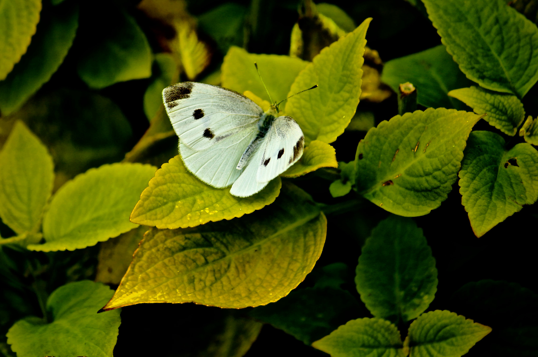 Canon EOS 100D (EOS Rebel SL1 / EOS Kiss X7) sample photo. Like a moth to the flame--fueled by desire photography