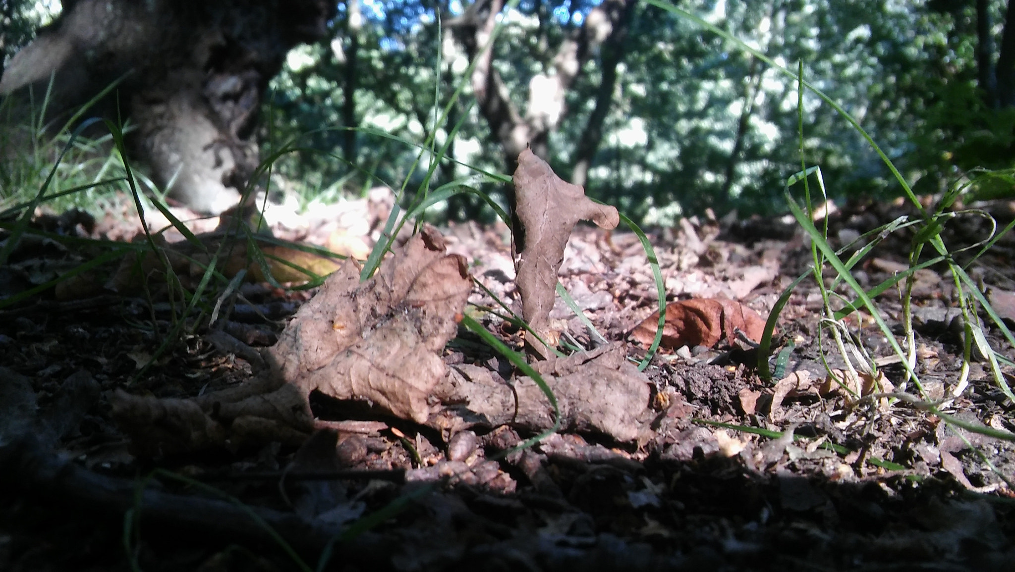 LG SPIRIT 4G LTE sample photo. The twin leafs photography