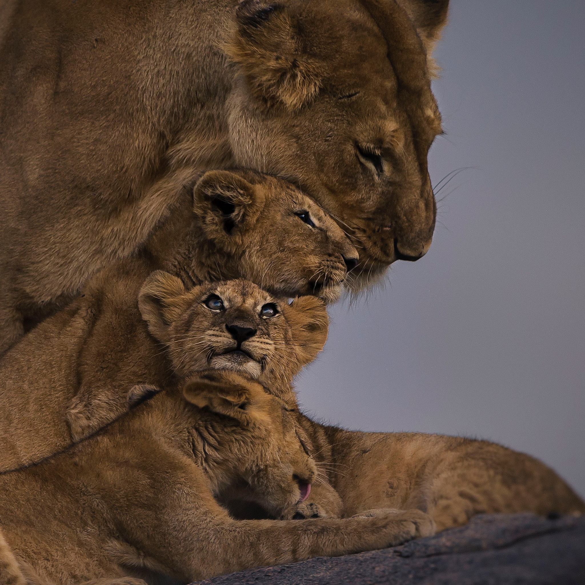 Canon EOS-1D X + Canon EF 200-400mm F4L IS USM Extender 1.4x sample photo. Mother and cubs photography