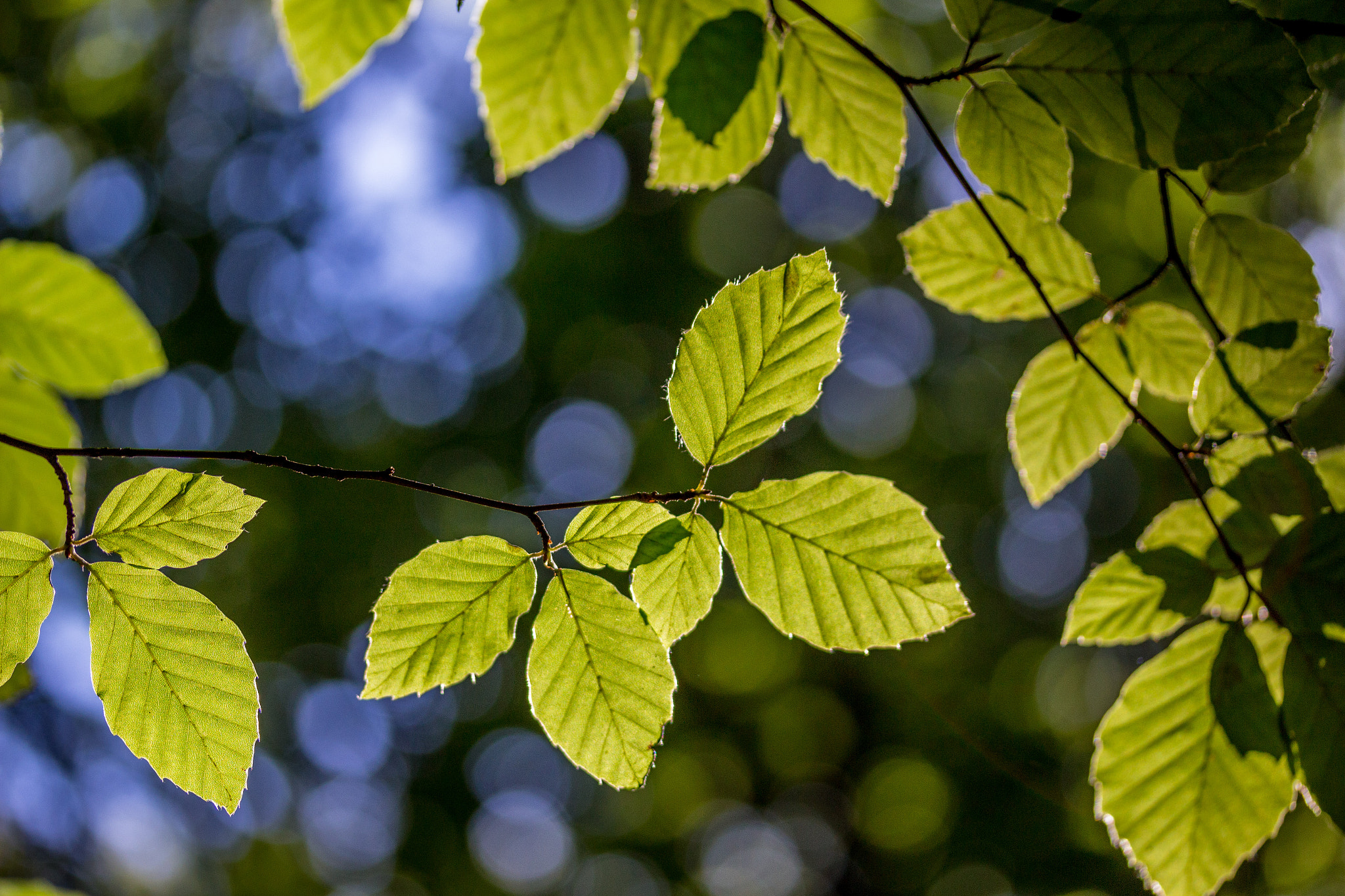 Canon EF-S 60mm F2.8 Macro USM sample photo. Summer in the woods photography