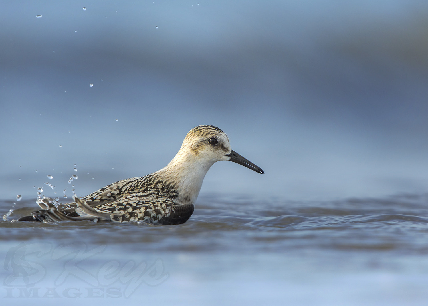 Nikon D7200 + Sigma 500mm F4.5 EX DG HSM sample photo. Morning dip (sanderling) photography