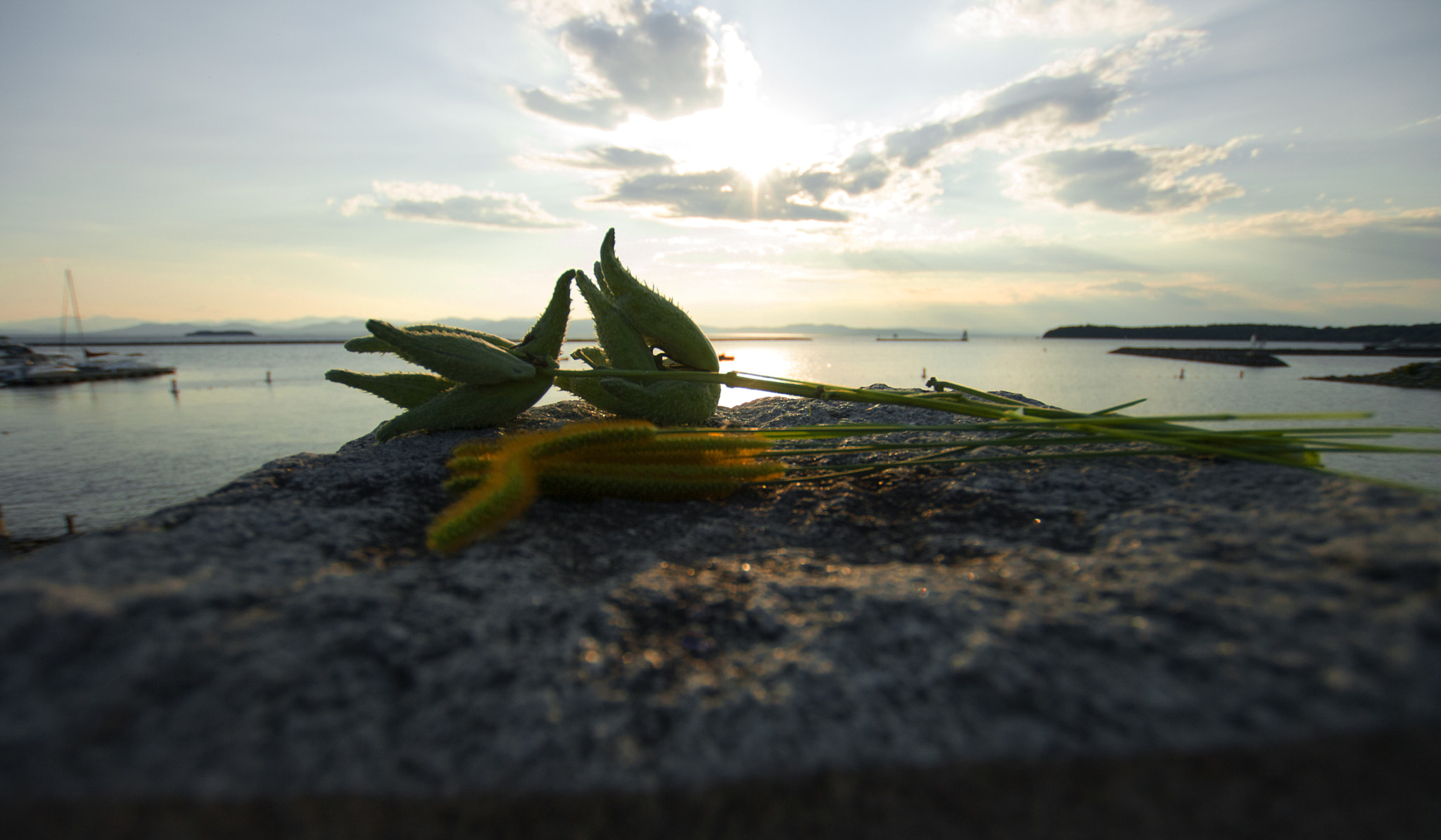 Canon EOS 1000D (EOS Digital Rebel XS / EOS Kiss F) sample photo. Waterfront pickings photography