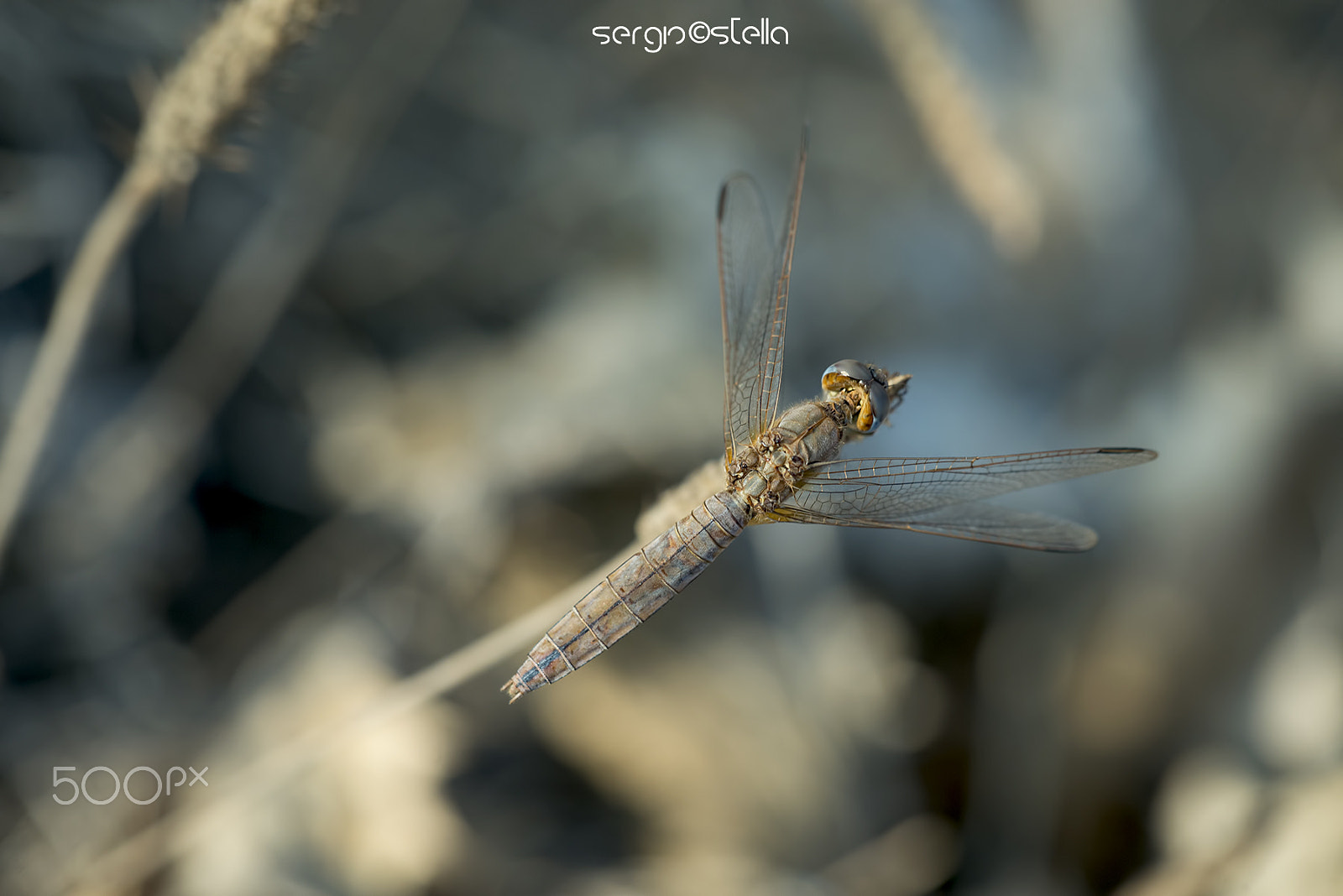 Nikon D610 + Sigma 150mm F2.8 EX DG Macro HSM sample photo. Femmina tra le dune____ photography