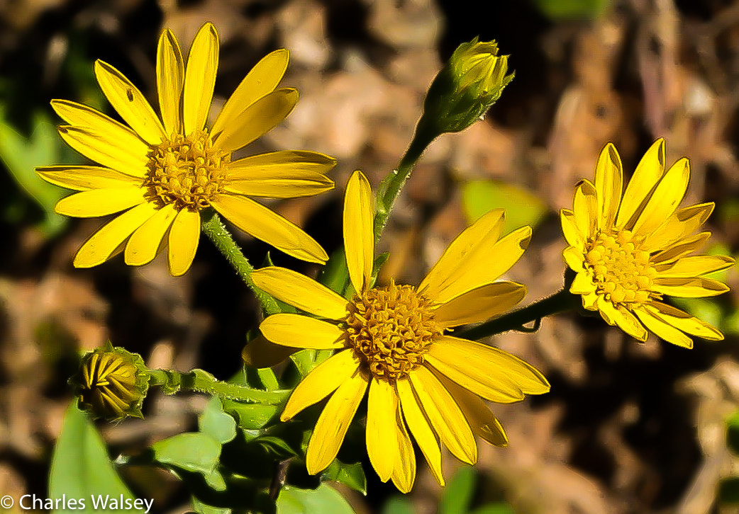 Canon EOS 6D + Canon EF 50mm F2.5 Macro sample photo. Img photography