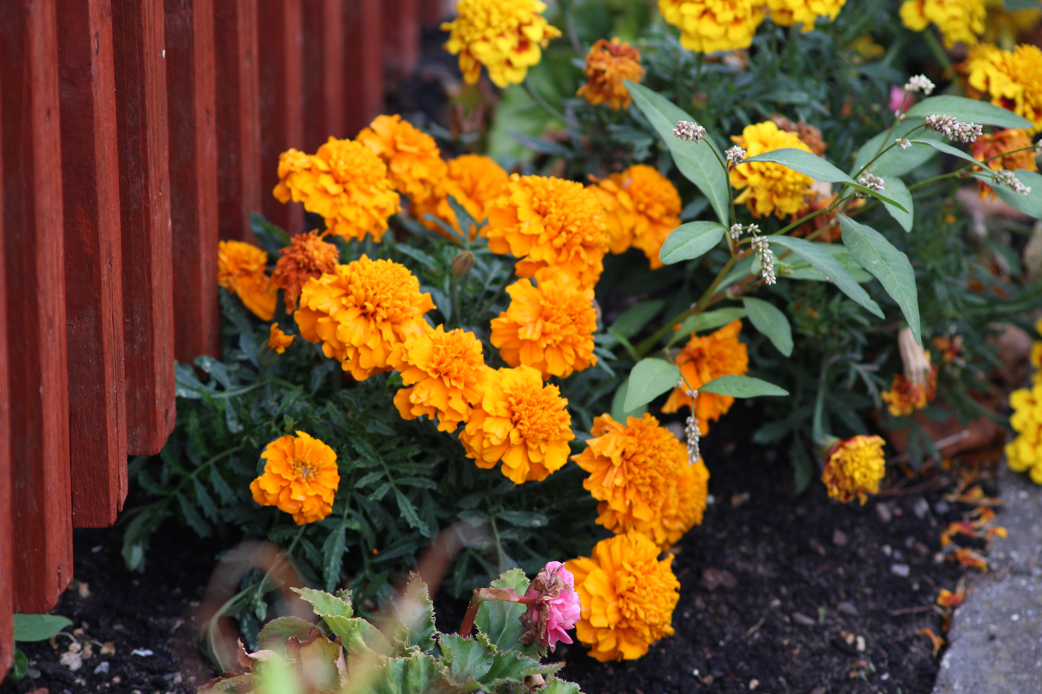 Sigma 70-300mm F4-5.6 APO DG Macro sample photo. Img photography