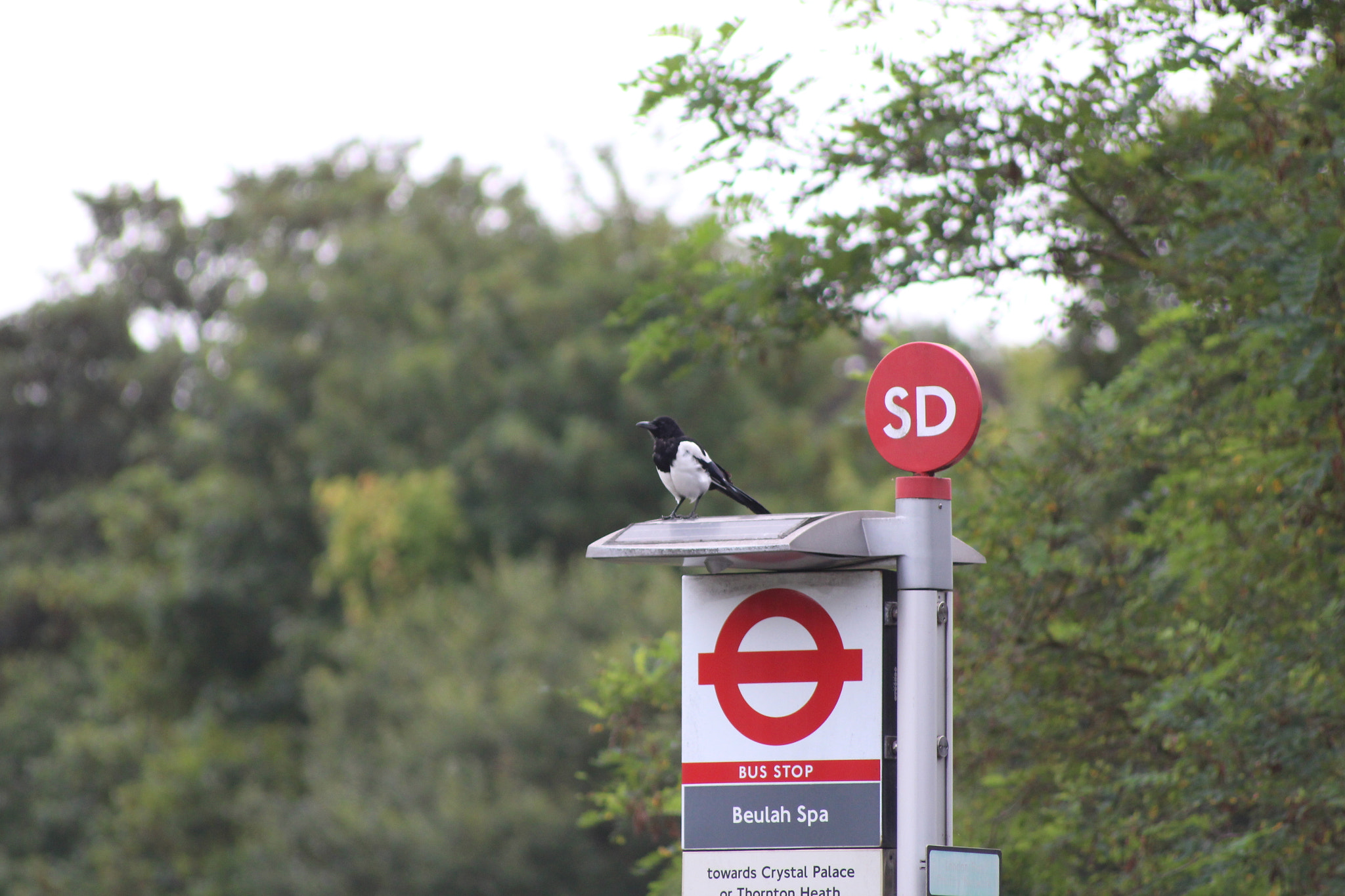Sigma 70-300mm F4-5.6 APO DG Macro sample photo. Img photography