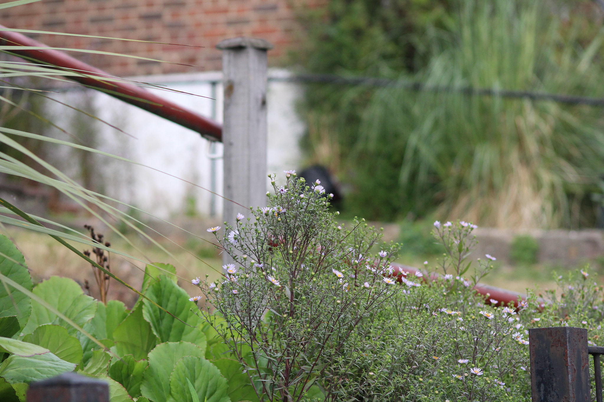 Sigma 70-300mm F4-5.6 APO DG Macro sample photo. Img photography
