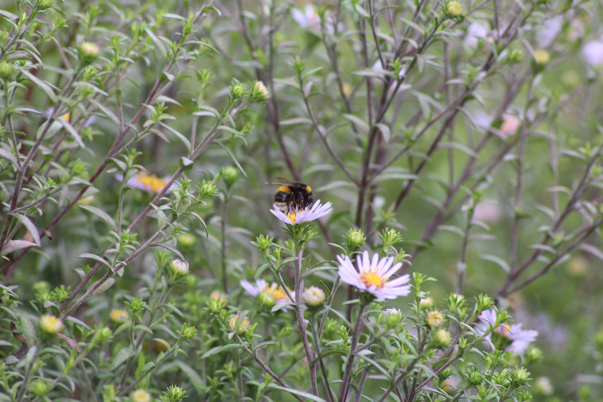 Sigma 70-300mm F4-5.6 APO DG Macro sample photo. Img photography