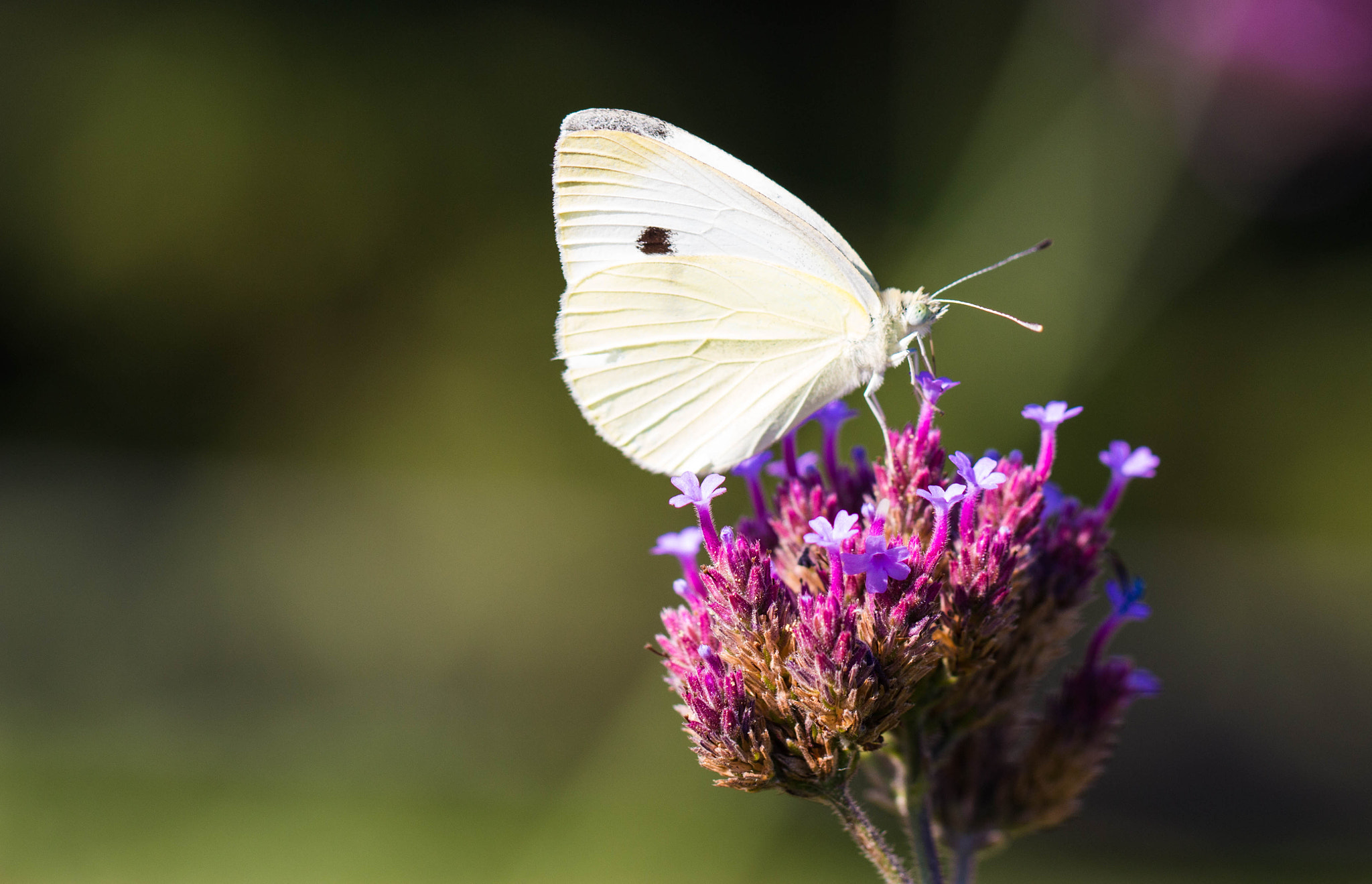 Canon EOS 100D (EOS Rebel SL1 / EOS Kiss X7) + Canon EF 100mm F2.8L Macro IS USM sample photo. Papi-llon photography