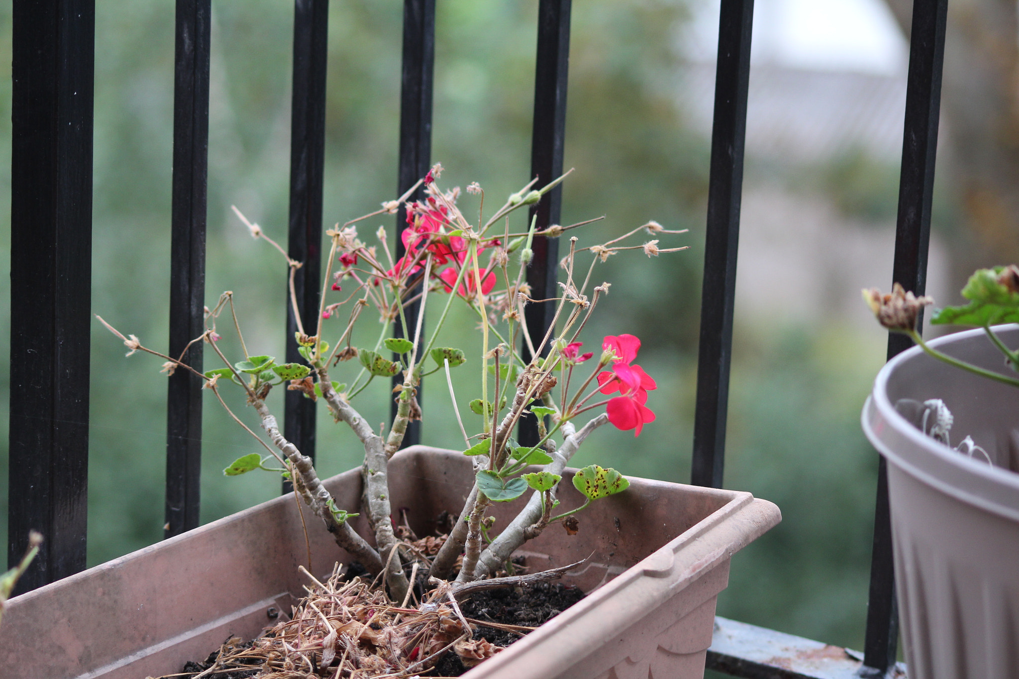 Sigma 70-300mm F4-5.6 APO DG Macro sample photo. I'm alone photography
