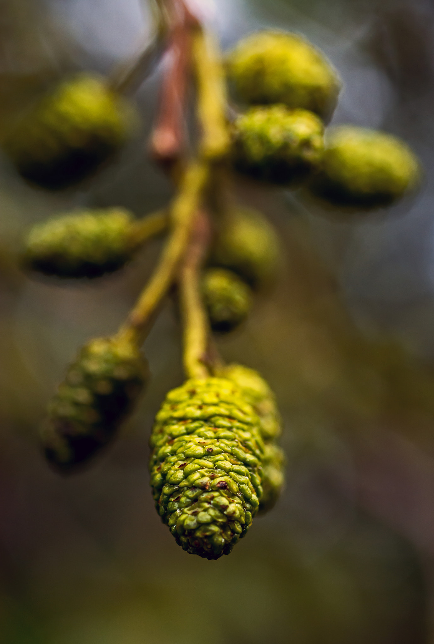 Nikon D7100 + AF Micro-Nikkor 60mm f/2.8 sample photo. Strange fruit. photography