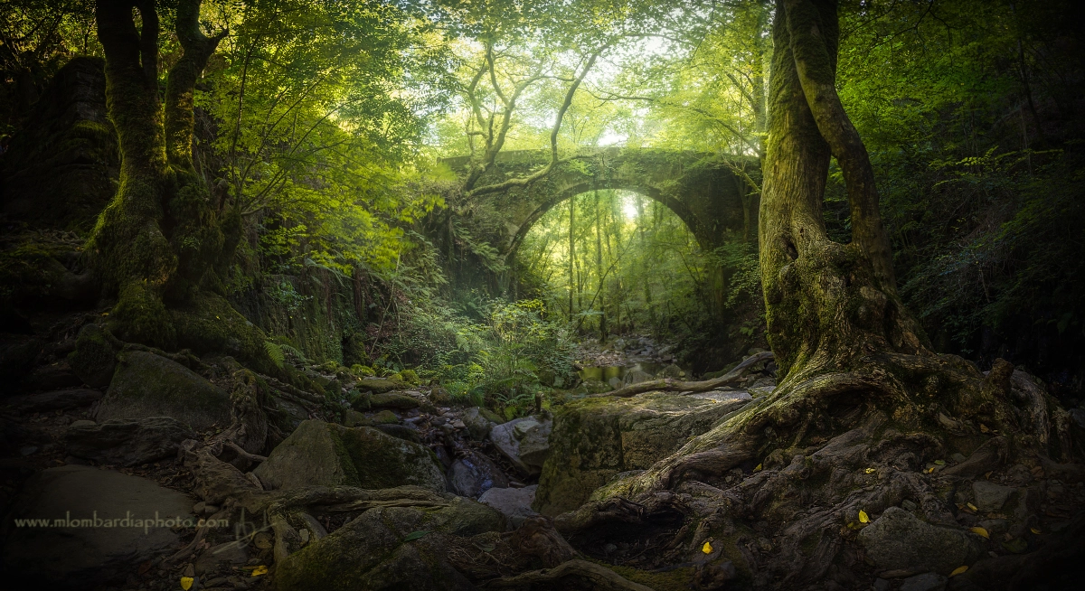 Sony a7R + Sony Vario-Sonnar T* 16-35mm F2.8 ZA SSM sample photo. The magic forest photography