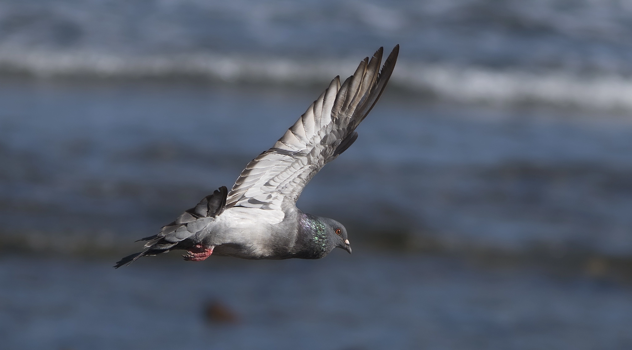 Pentax K-1 sample photo. Pigeon-paloma photography