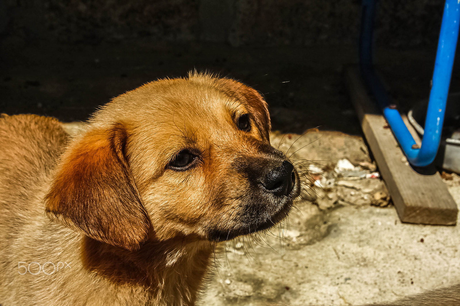 Canon EOS 40D sample photo. Dog photography