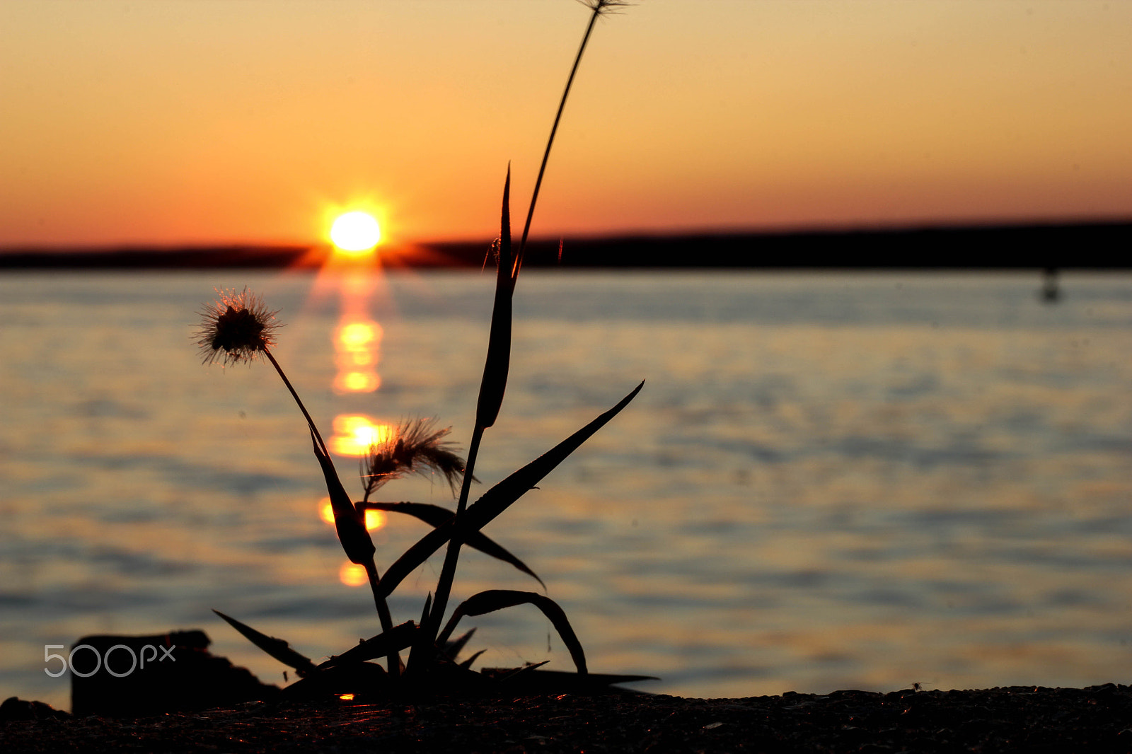 Canon EOS 550D (EOS Rebel T2i / EOS Kiss X4) sample photo. Sunrise through the eyes of a flower photography
