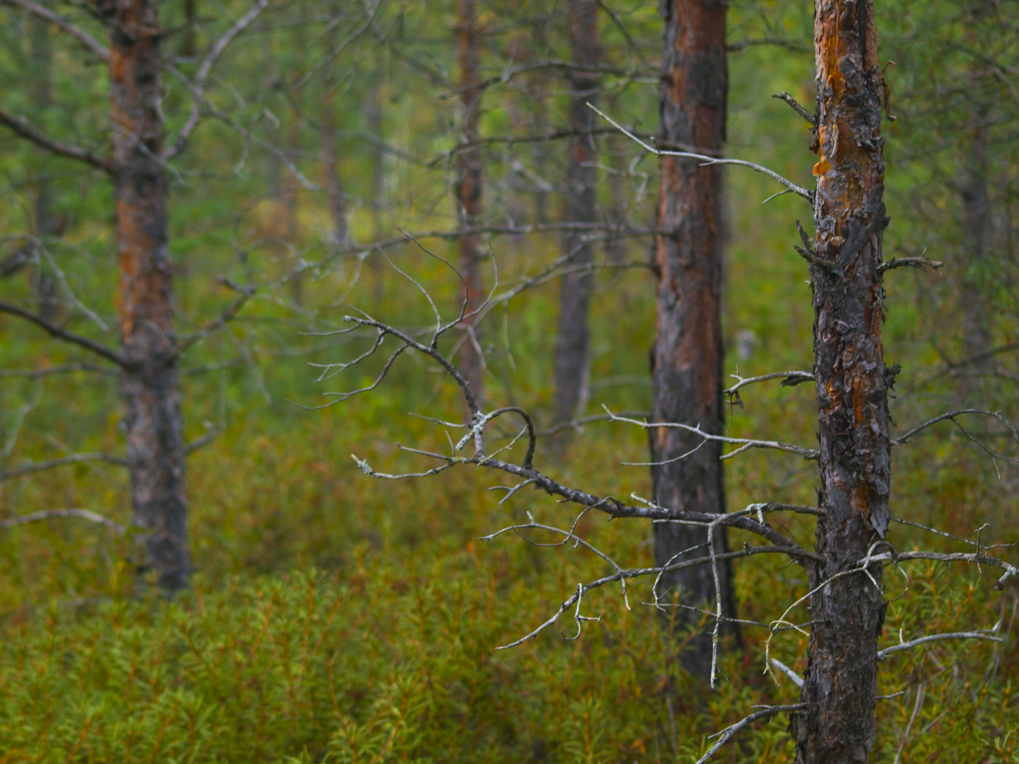 Olympus E-520 (EVOLT E-520) sample photo. September forest photography
