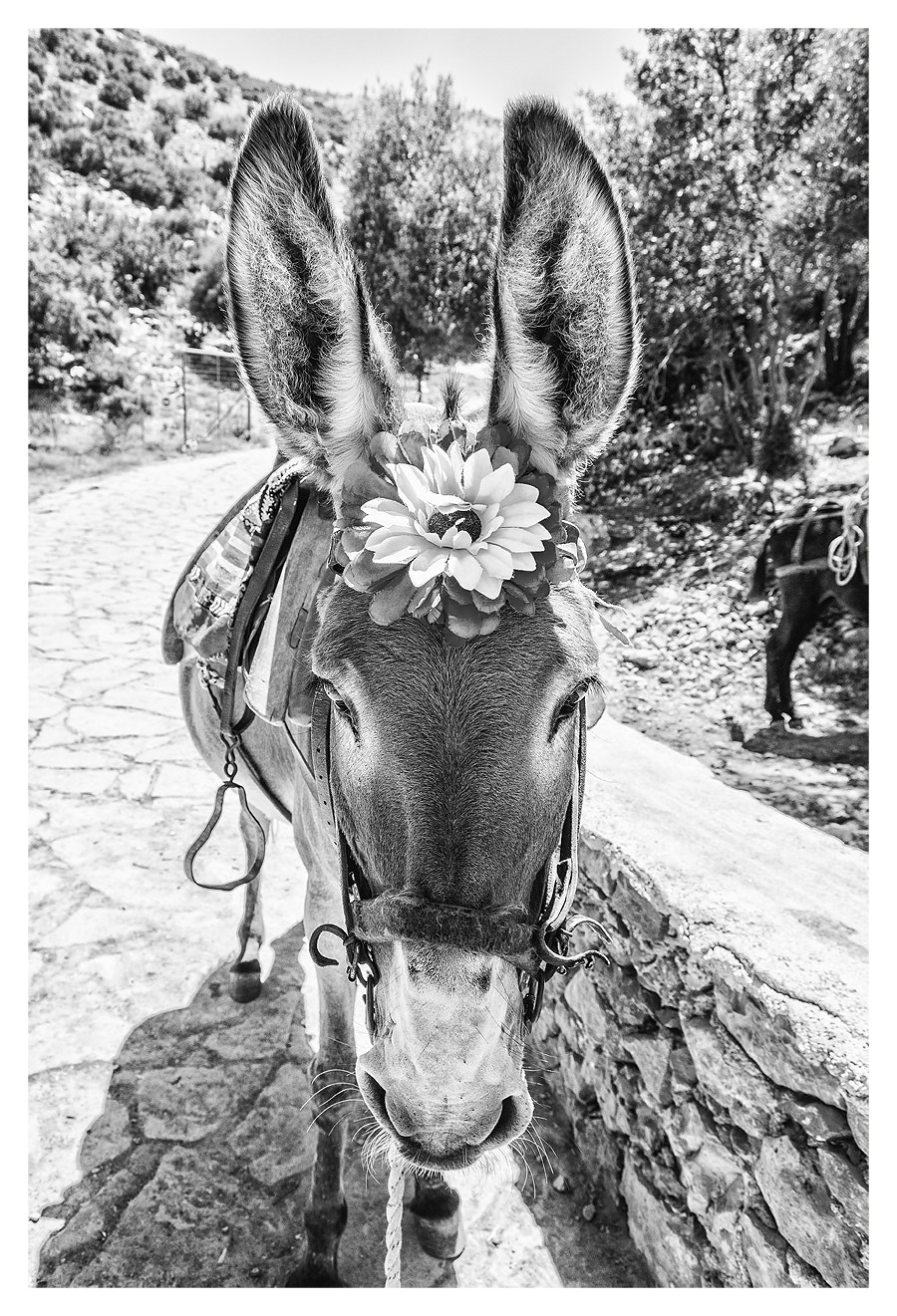 Tamron SP AF 17-50mm F2.8 XR Di II LD Aspherical (IF) sample photo. Donkey riding. photography