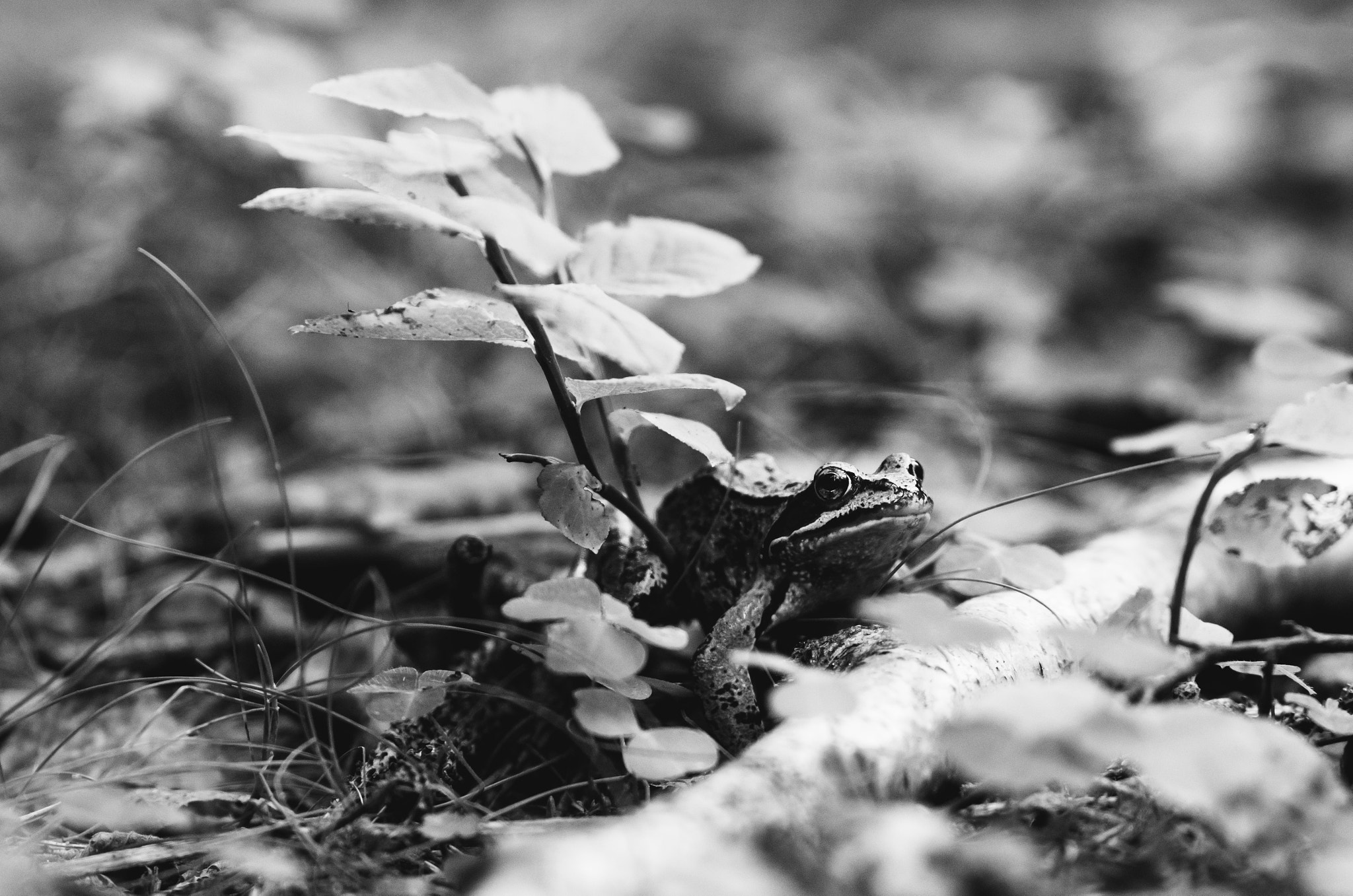 Pentax K-30 + Pentax smc DA* 200mm F2.8 ED (IF) SDM sample photo. Common frog (rana temporaria) photography