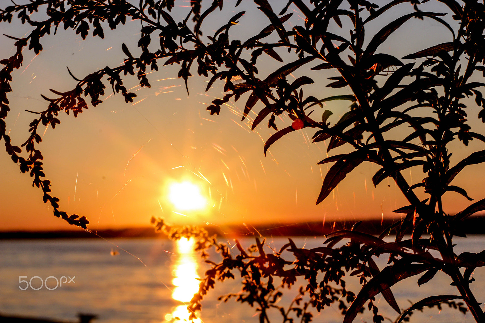 Canon EOS 550D (EOS Rebel T2i / EOS Kiss X4) sample photo. Sunrise in spider's web photography