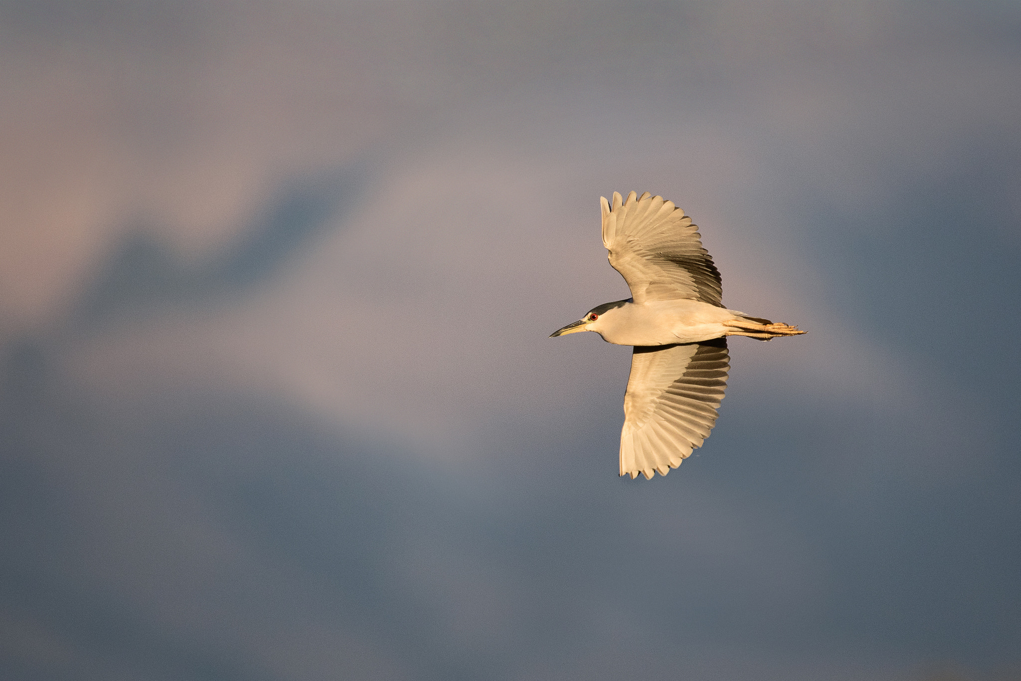 Canon EOS 7D Mark II + Canon EF 600mm f/4L IS sample photo. Black-crowned night-heron photography