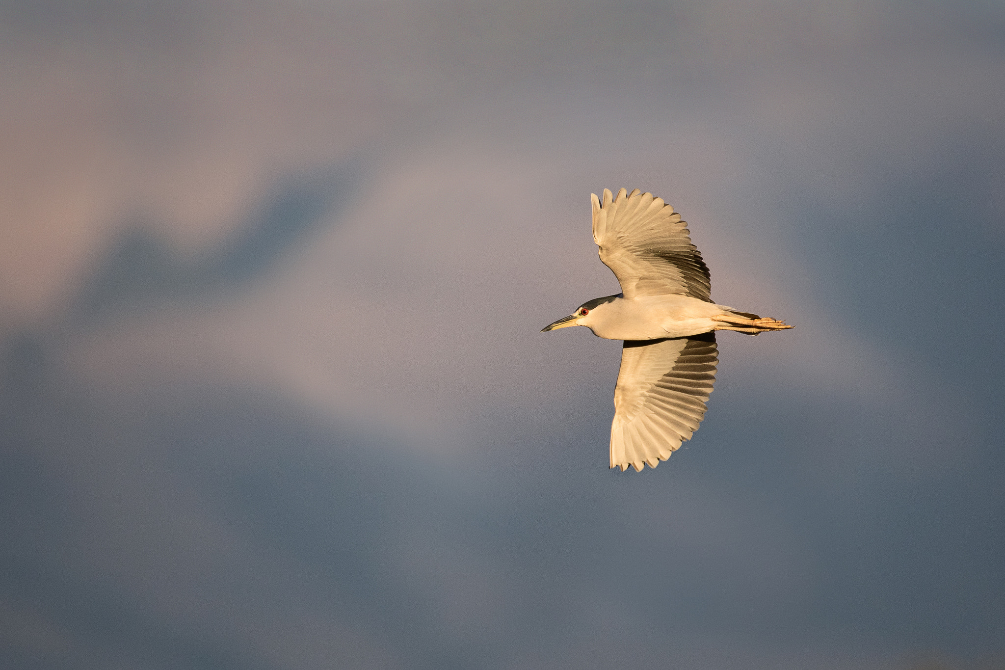 Canon EF 600mm f/4L IS sample photo. Black-crowned night-heron photography
