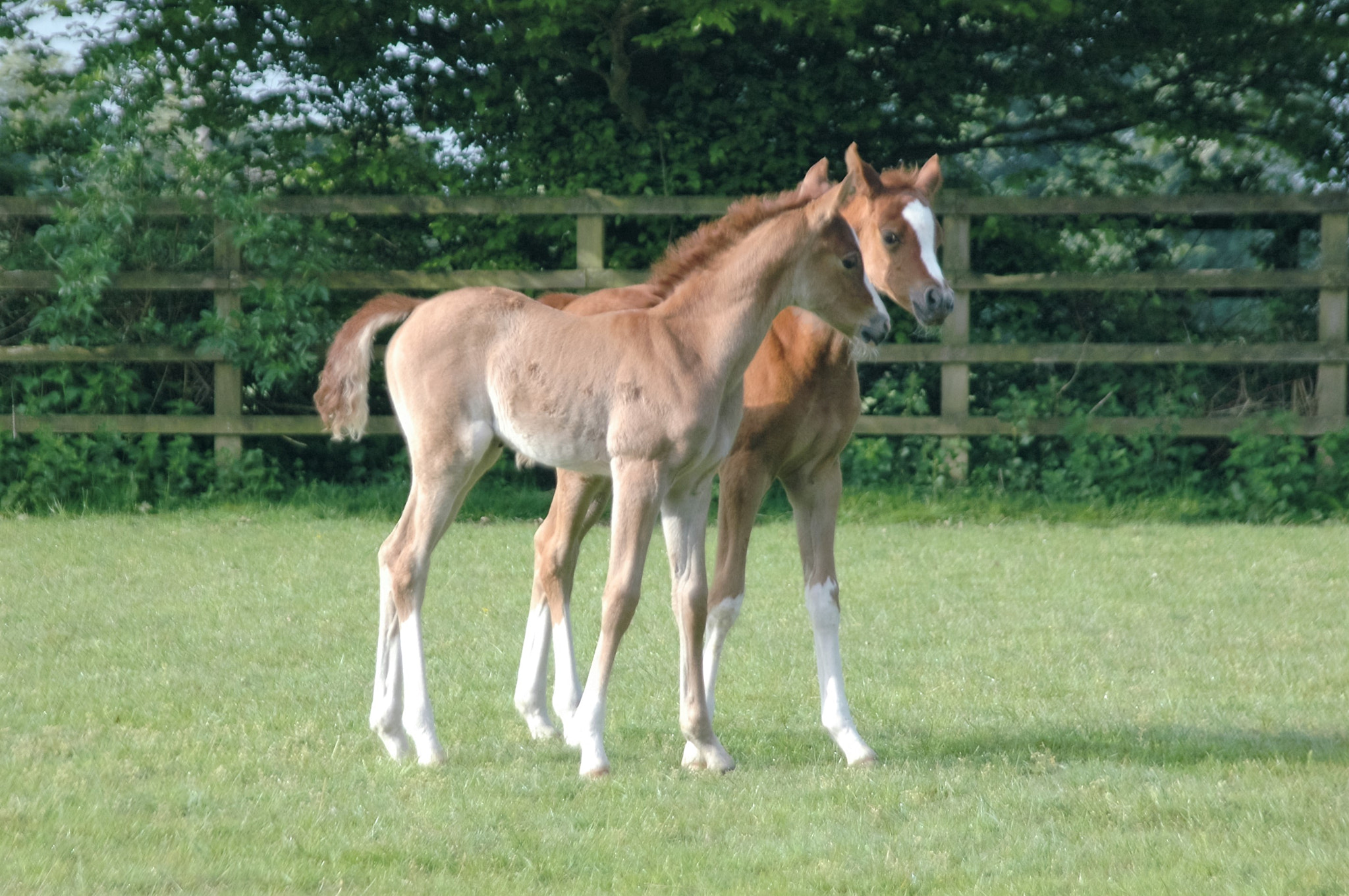 Sigma 28-300mm F3.5-6.3 DG Macro sample photo. Caroline sussex binley silver sunset (binley ronaldo x sa'ira) and binley silvern tahlia (silvern... photography