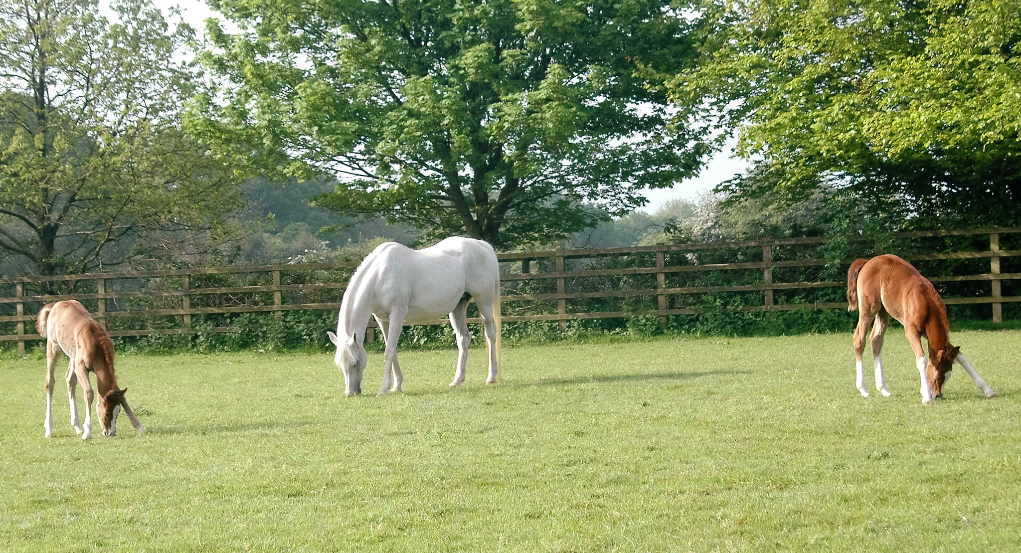 Sigma 28-300mm F3.5-6.3 DG Macro sample photo. Caroline sussex binley silver sunset (binley ronaldo x sa'ira) summertime blues (indian idyll x... photography