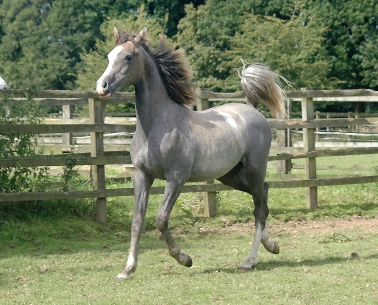 Sigma 28-300mm F3.5-6.3 DG Macro sample photo. Caroline sussex binley silvern thowra (binley ronaldo x binley silvern sapphire) photo photography