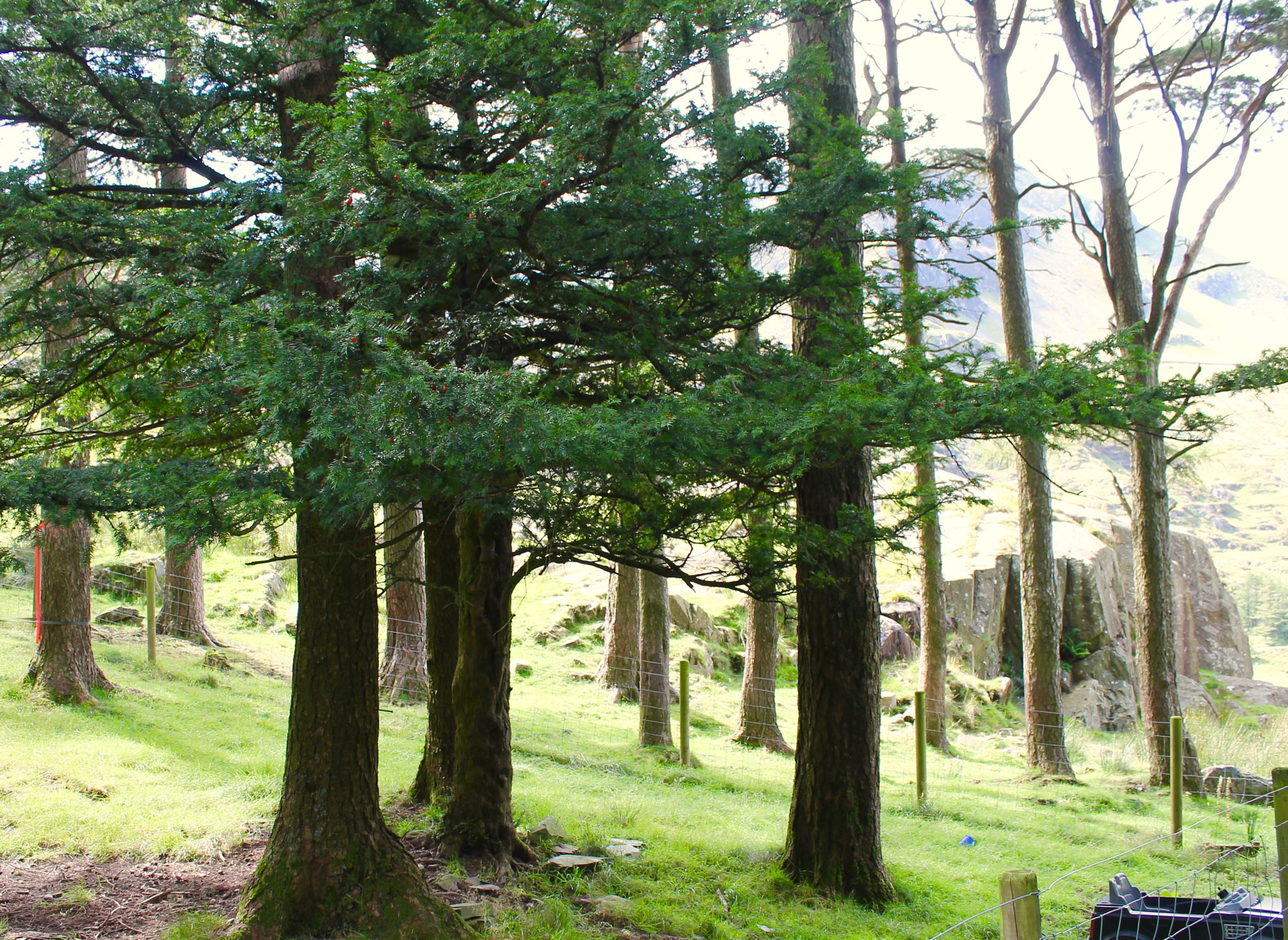 Canon EF-S 18-55mm F3.5-5.6 III sample photo. Pine spiny at head of ogwen valley snowdonia photography