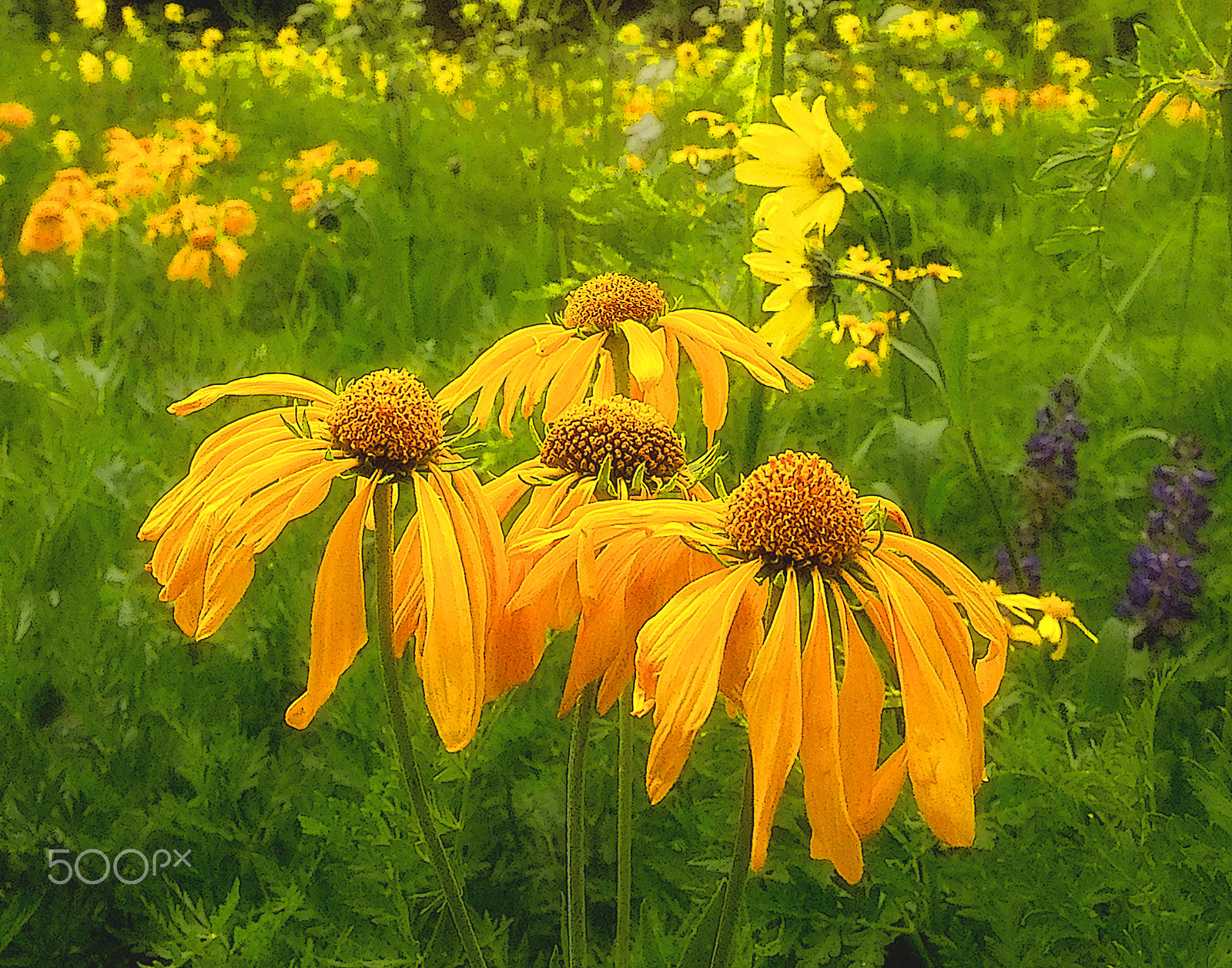 Kodak DCS Pro 14N sample photo. Flowers photography