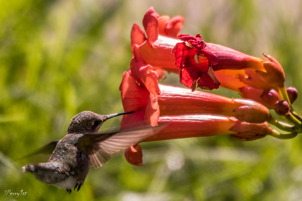 Sigma 150-600mm F5-6.3 DG OS HSM | C sample photo. Hummingbird on a trumpet vine photography