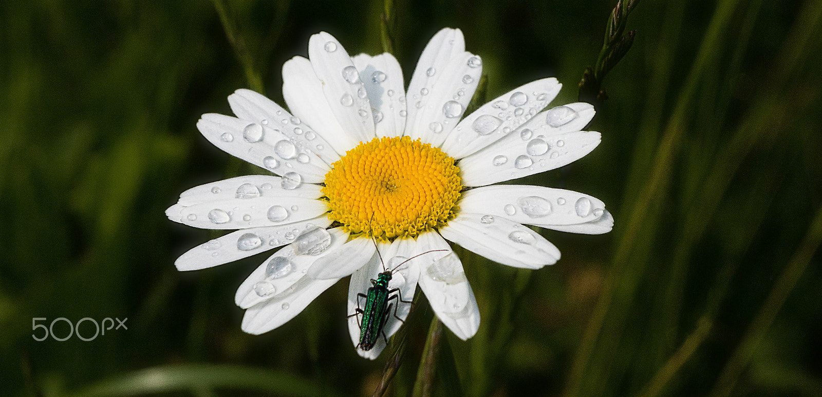 Canon EF 35-80mm f/4-5.6 sample photo. Daisy in the rain photography