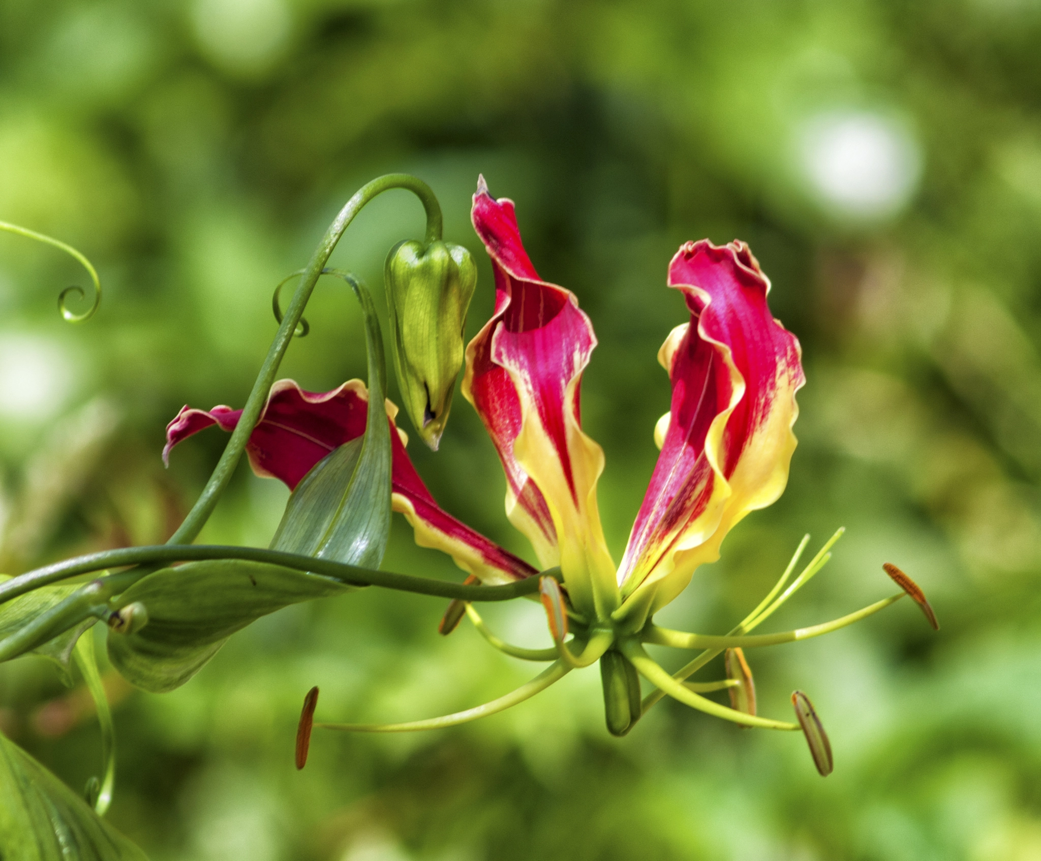 AF Zoom-Nikkor 75-300mm f/4.5-5.6 sample photo. Gloriosa lily photography