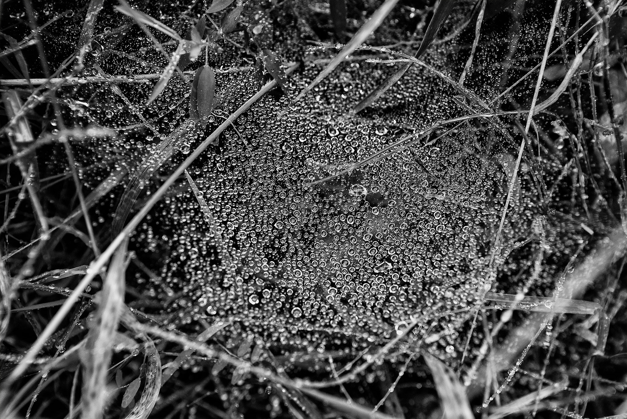 Nikon D600 sample photo. Water drops on spider web. photography