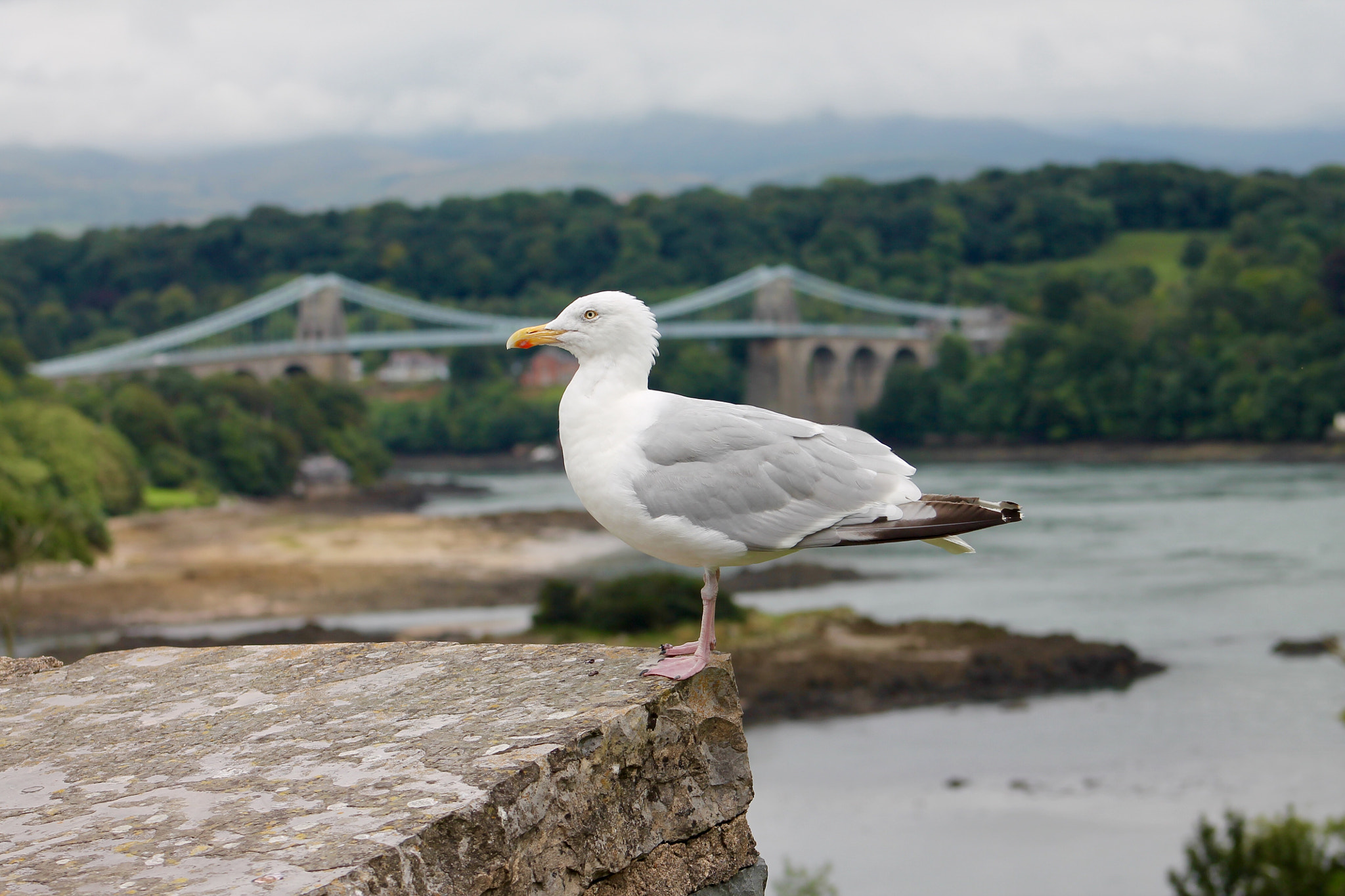 Canon EF75-300mm f/4-5.6 sample photo. Gull on the balancing on the edge photography