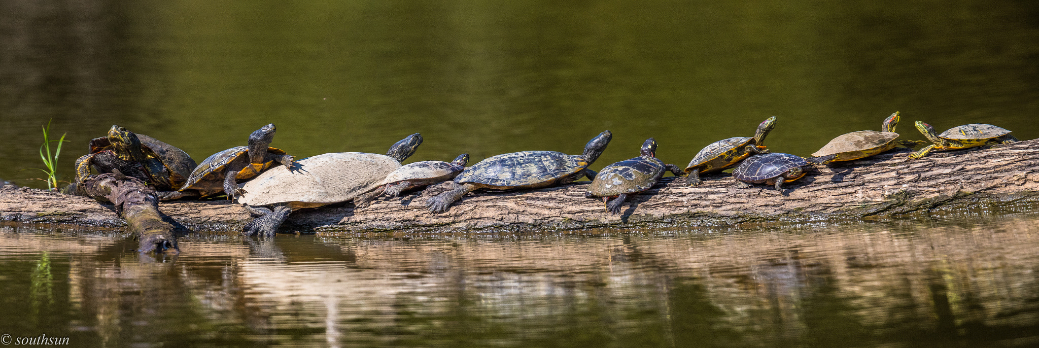 Canon EF 600mm F4L IS II USM sample photo. Ten turtles photography