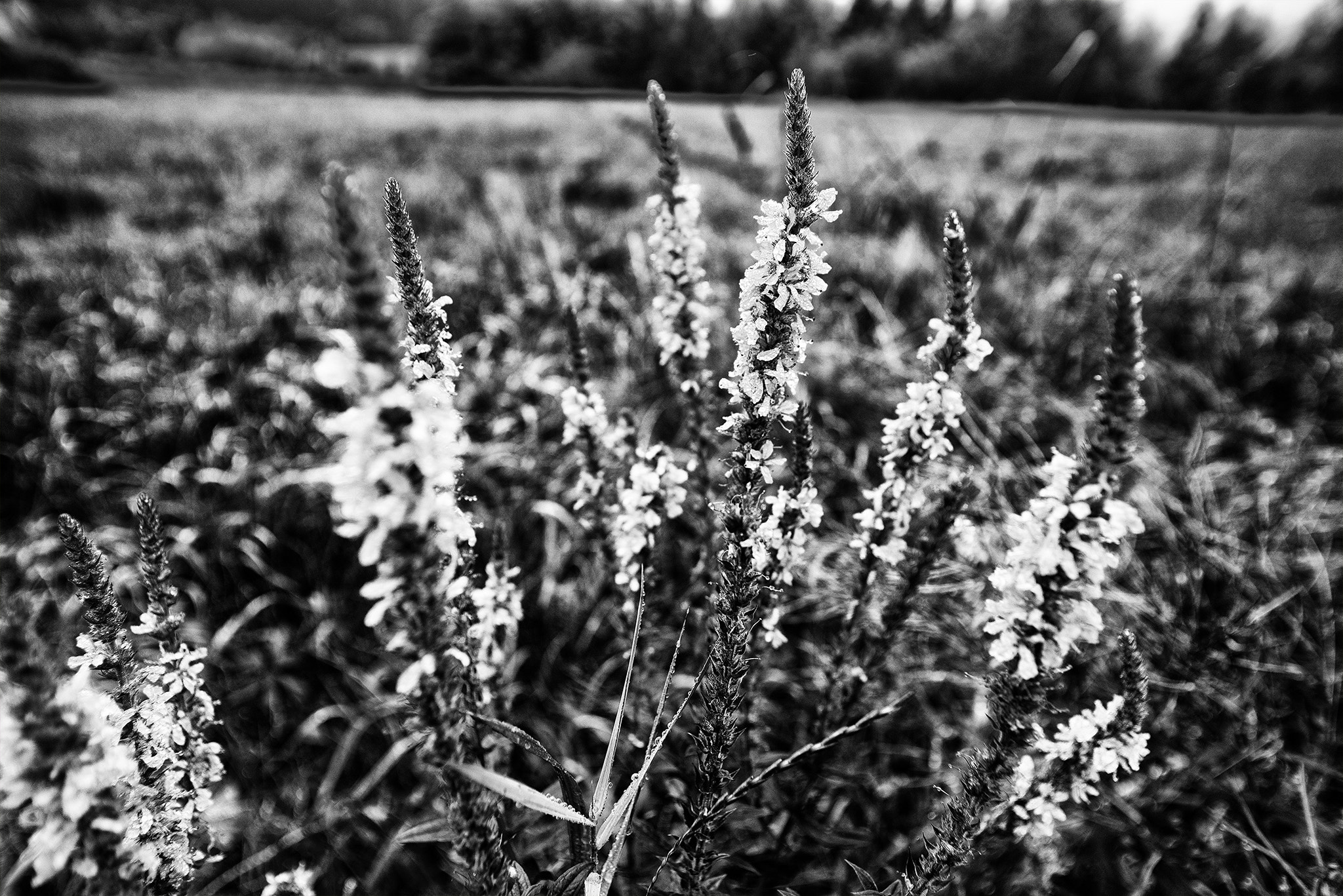 Nikon D600 sample photo. Lavender photography