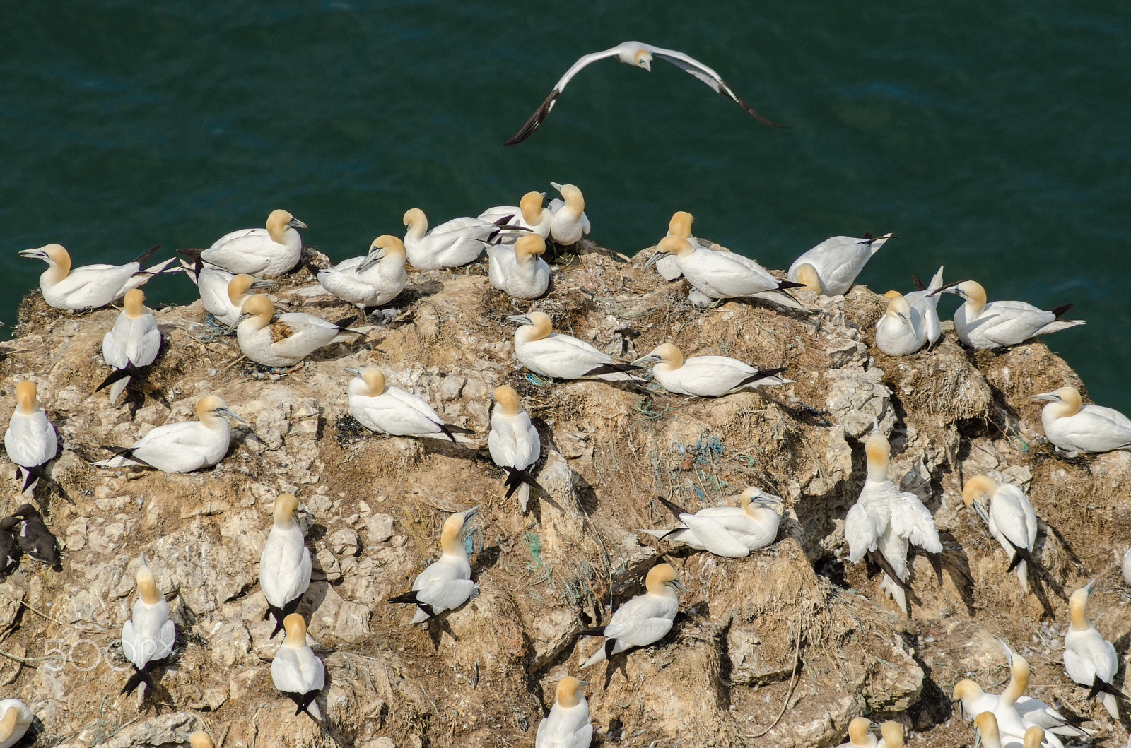 Nikon D7000 + AF Nikkor 300mm f/4 IF-ED sample photo. Nesting gannets photography