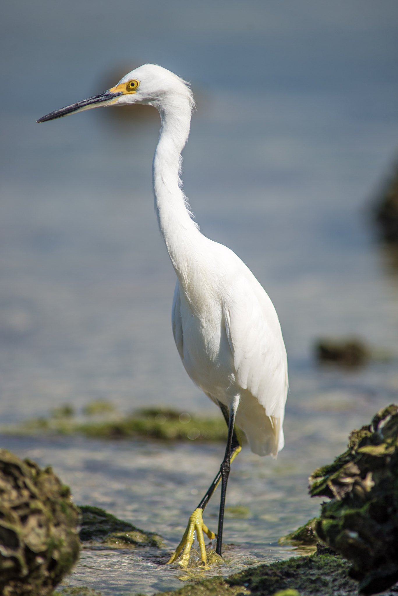 Nikon D610 + AF Nikkor 300mm f/4 IF-ED sample photo. Snowy egret photography