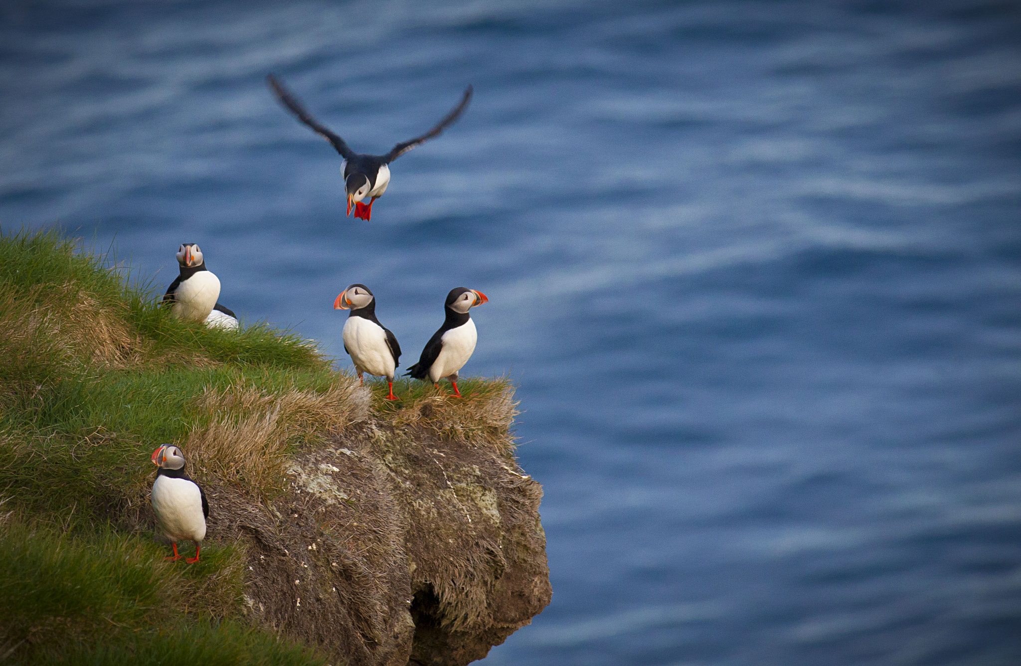 Canon EF 400mm F5.6L USM sample photo. Landing. photography