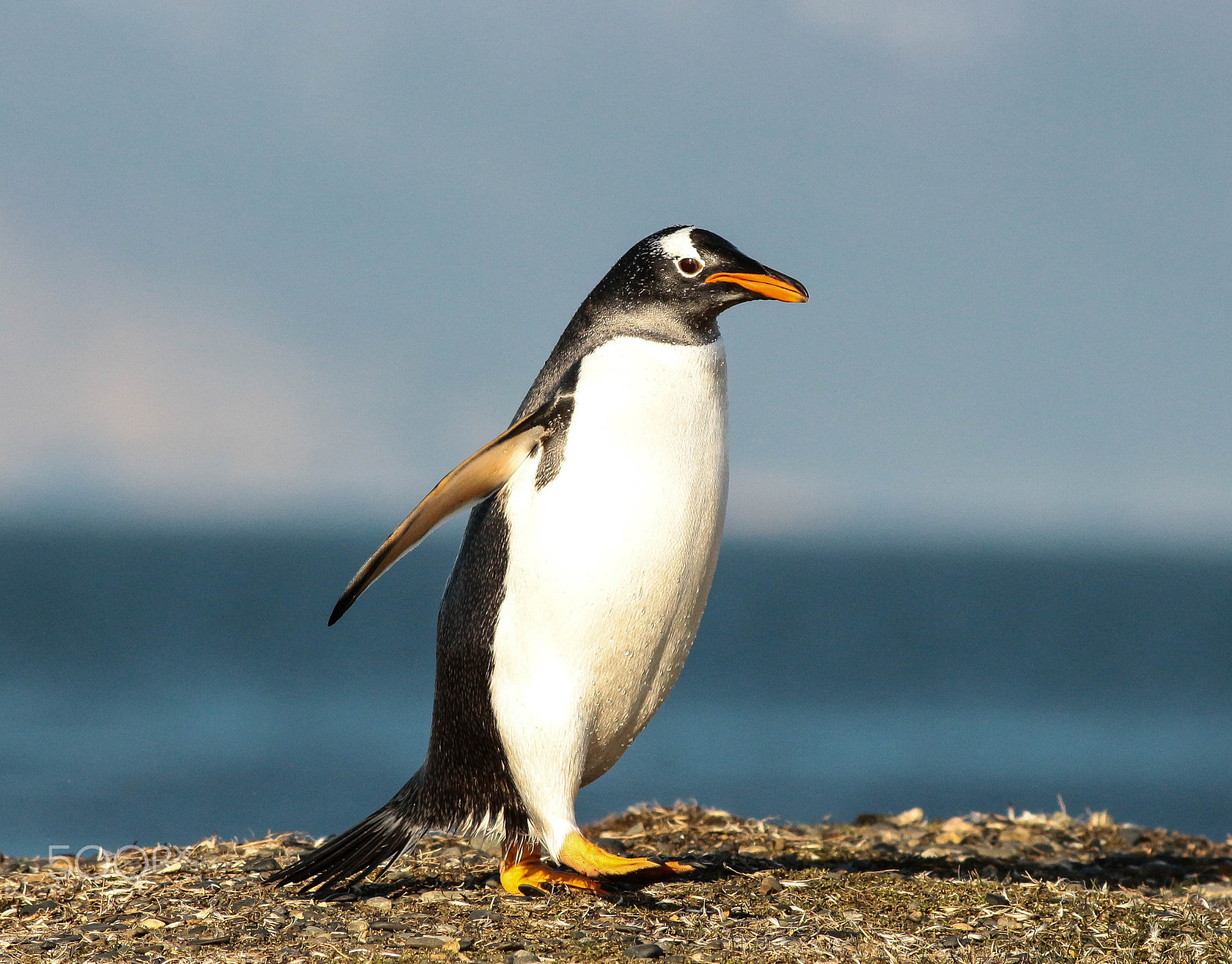 Canon EOS 700D (EOS Rebel T5i / EOS Kiss X7i) + Canon EF 400mm F5.6L USM sample photo. Pinguino-de-vincha, gentoo penguin (pygoscelis pap photography