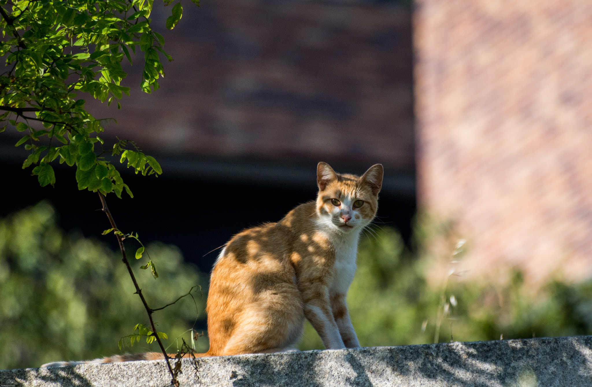 Sigma 70-300mm F4-5.6 APO DG Macro sample photo. Cat in the wait photography