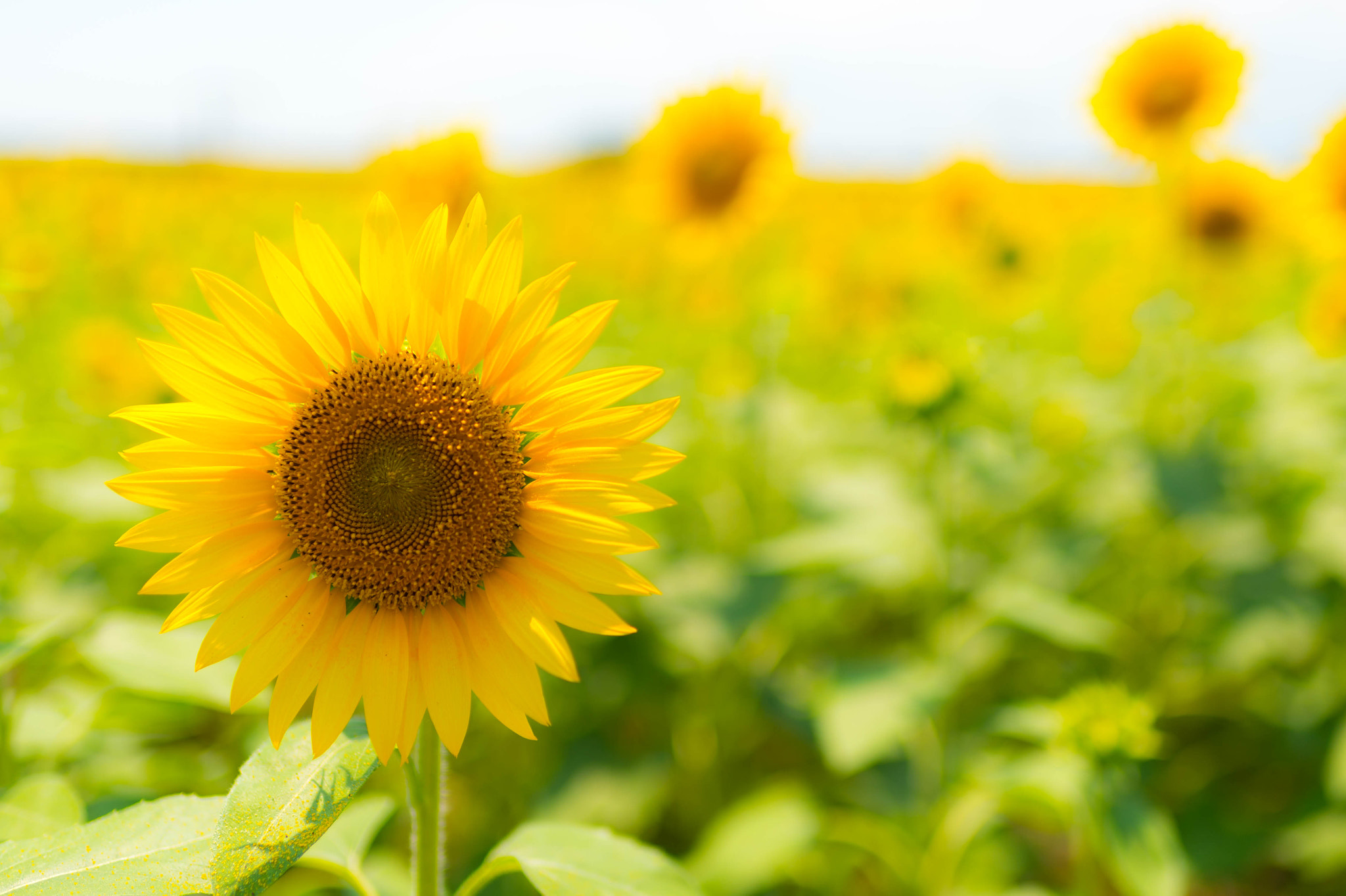 Nikon Df sample photo. Summer memory photography
