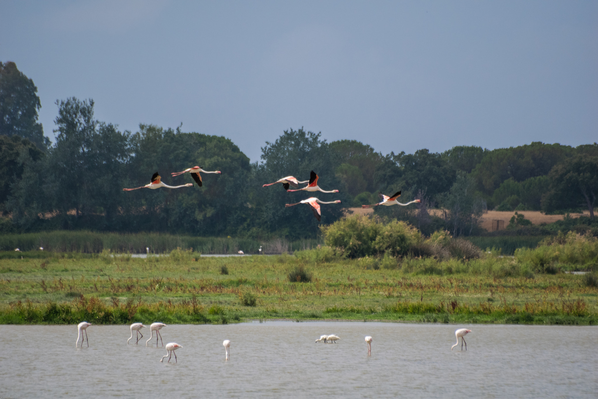 Sigma 70-300mm F4-5.6 APO DG Macro sample photo. Flamingos photography