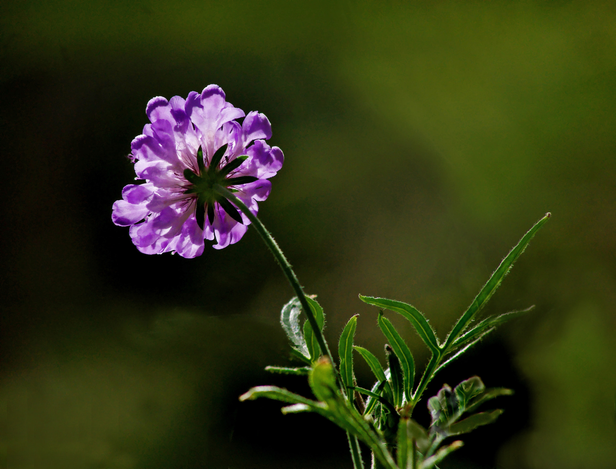 smc PENTAX-DA L 55-300mm F4-5.8 ED sample photo. Purple back lit photography