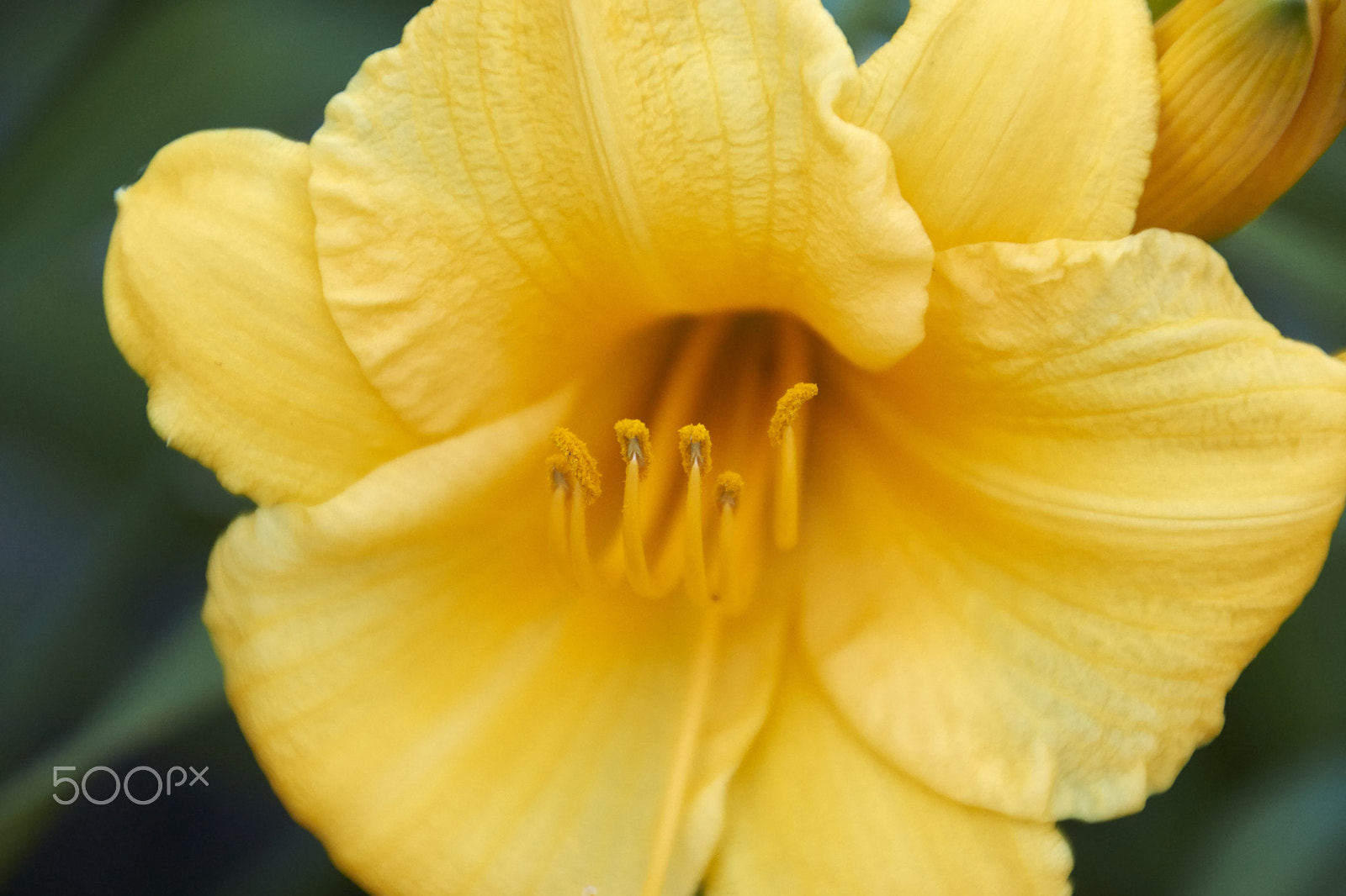 Sony SLT-A65 (SLT-A65V) + DT 18-270mm F3.5-6.3 SSM sample photo. Yellow flower photography