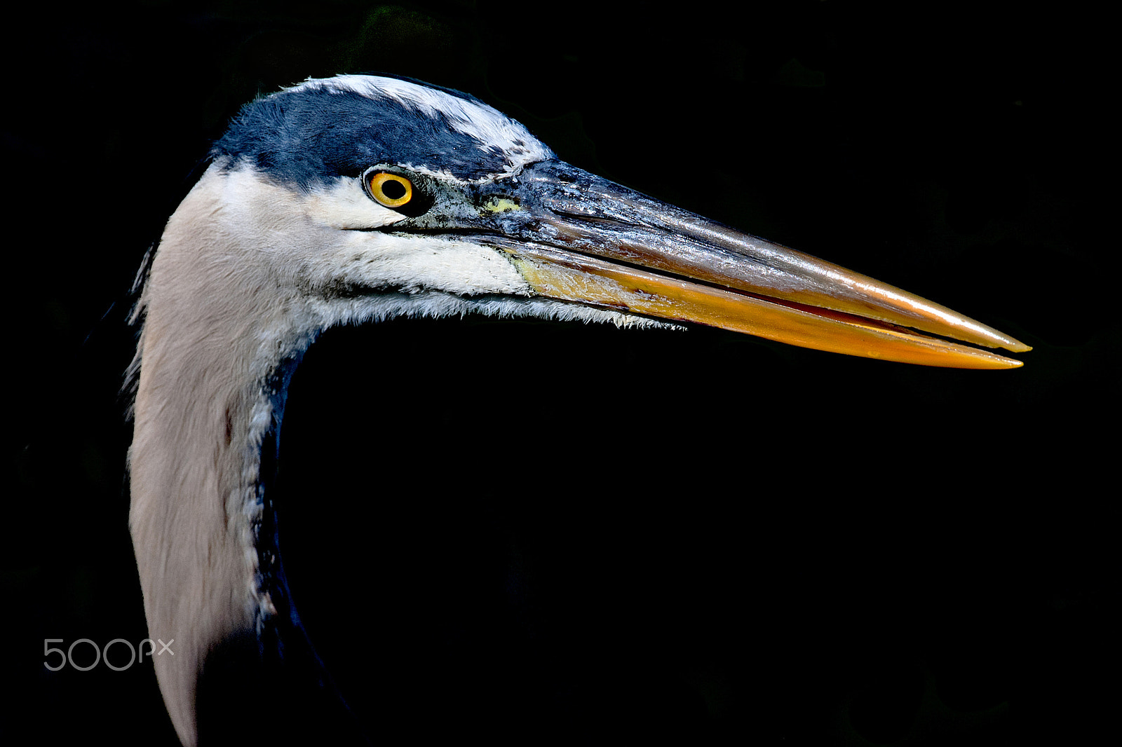 Nikon D300 + Nikon AF-S Nikkor 600mm F4G ED VR sample photo. Morning light photography