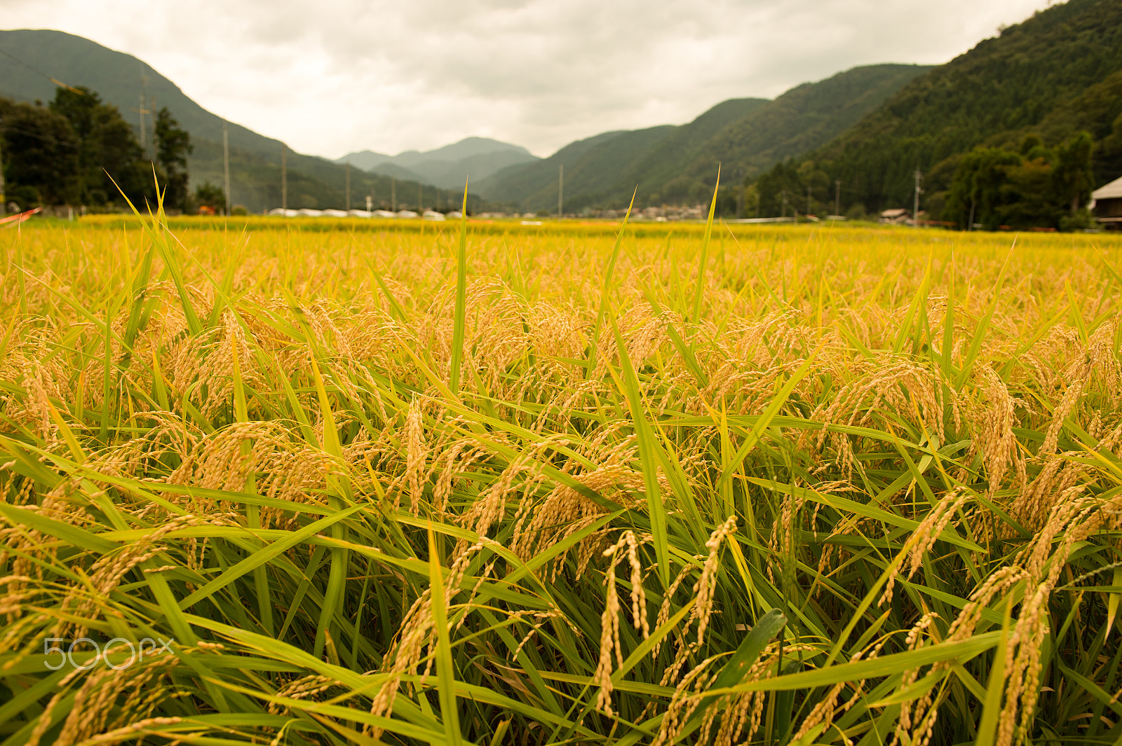 Nikon Df sample photo. The harvest season photography
